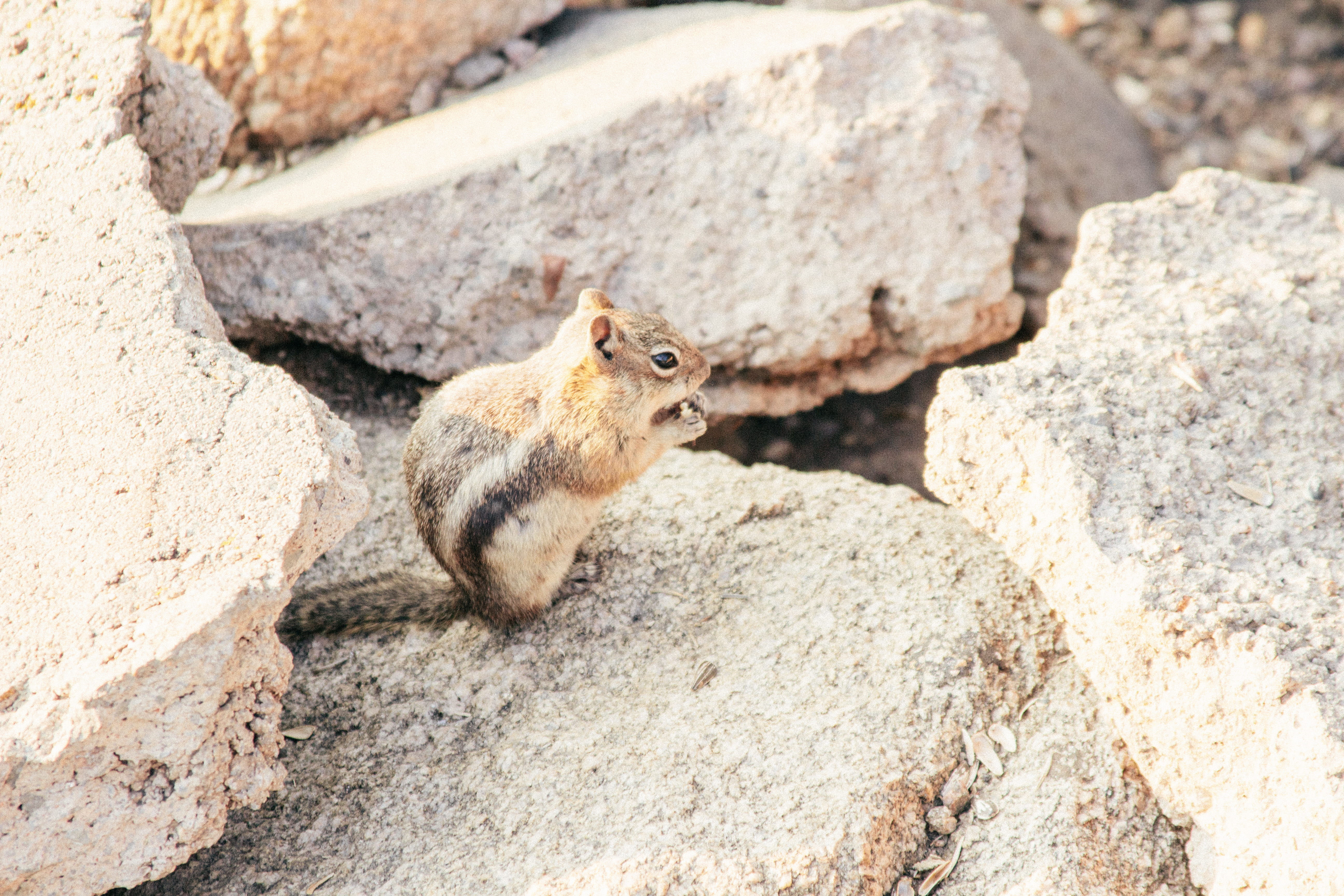 close-up, mammal, animal wildlife, no people, chipmunk, estes park, focus on foreground, rock - object, nature, outdoors, squirrel, rock, rodent, 5K, solid, HD Wallpaper