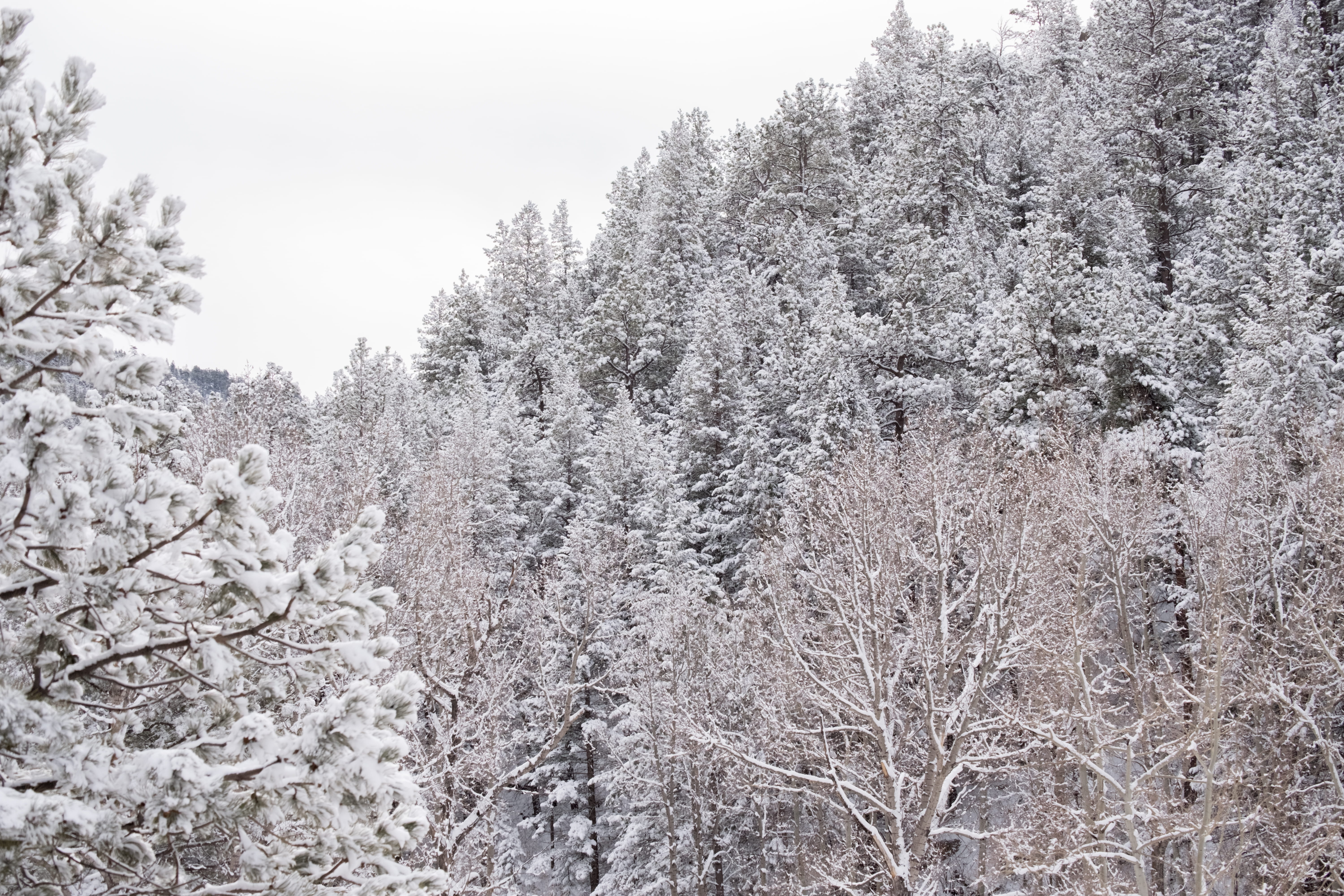 trees, plant, sky, estes park, white color, land, beauty in nature, flower, freshness, forest, day, growth, tree, snowing, snowy, tranquil scene, 5K, tranquility, HD Wallpaper