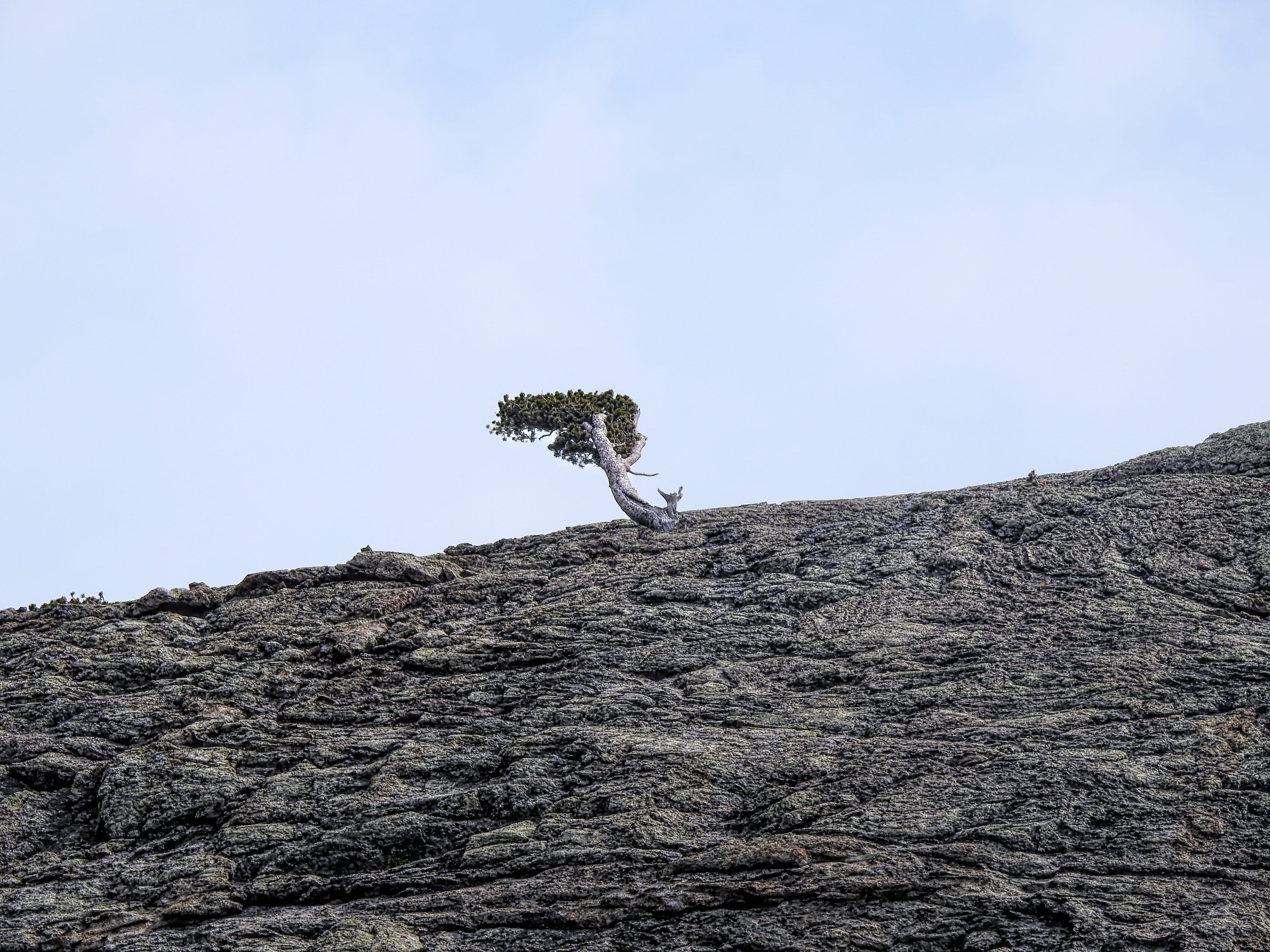arid climate, tree, mountain, solid, nature, united states, clear sky, climate, outdoors, land, rock - object, no people, environment, glacier gorge, scenics - nature, HD Wallpaper