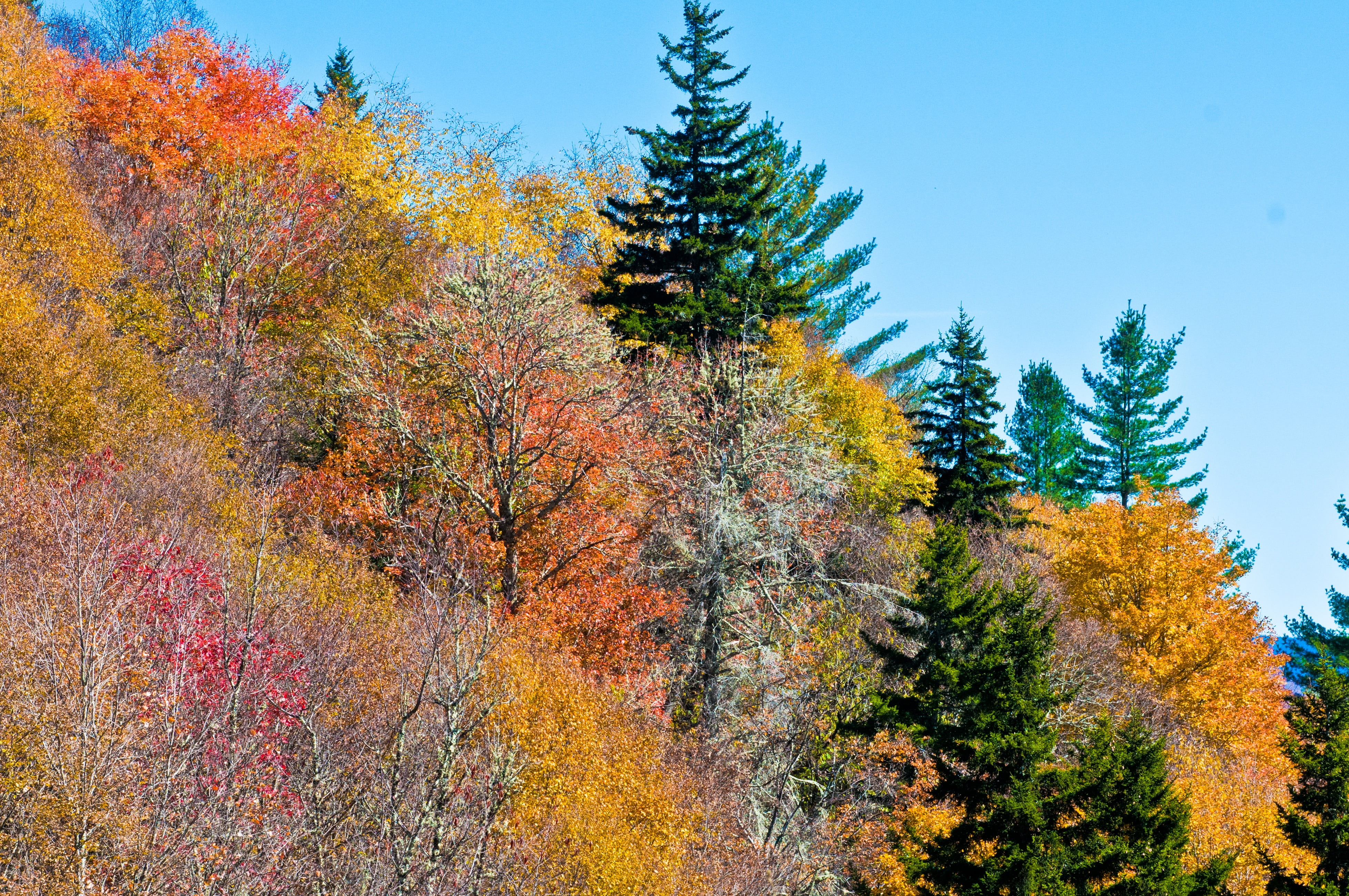 autumn, forest, autumn collection, change, scenics - nature, land, ridge, plant, growth, orange color, landscapes, mountain top, leaf, nature landscape, HD Wallpaper