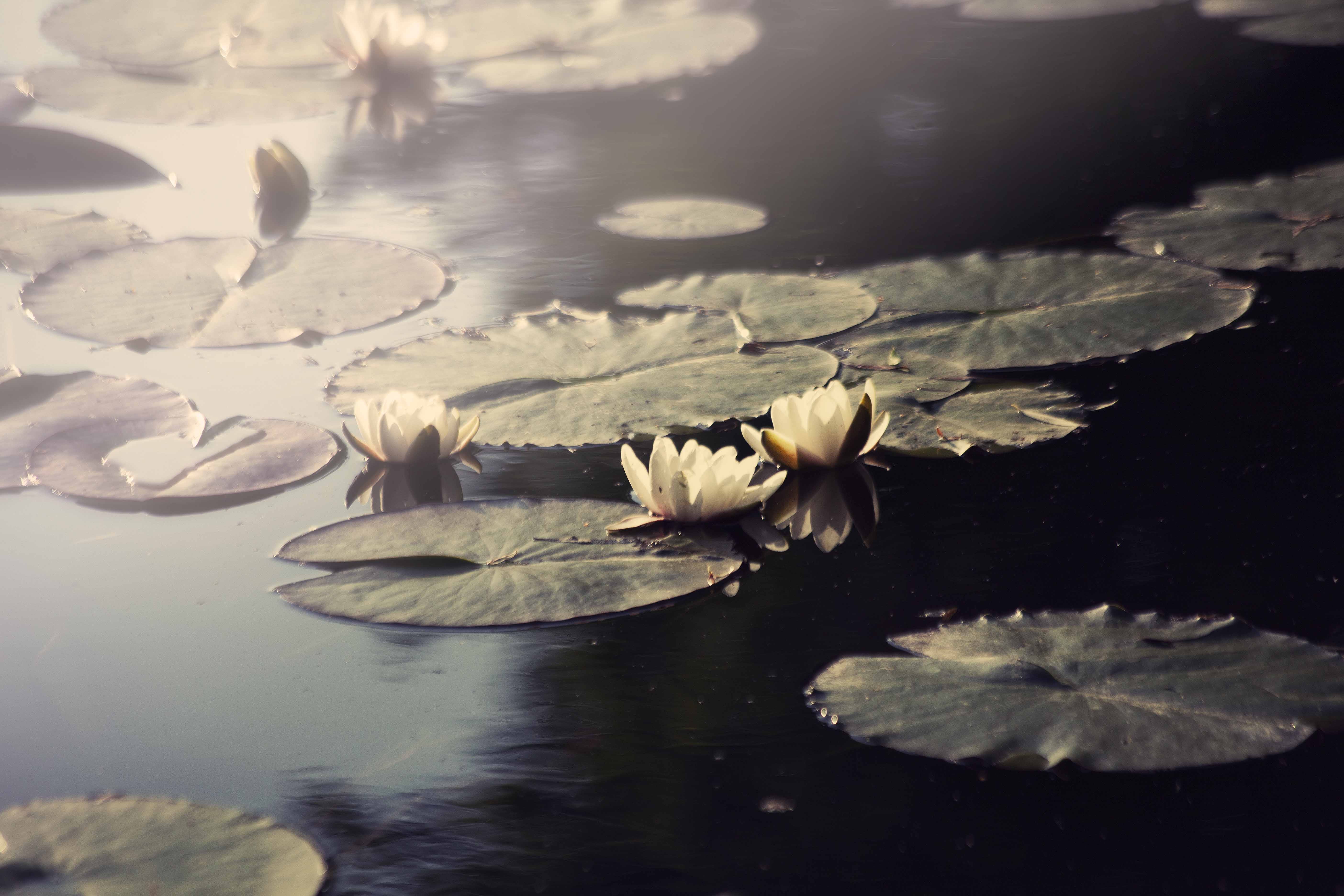 freshness, no people, flower head, leaf, waterfront, light, nature, plant part, giverny, floating, flowering plant, dream, fragility, water, spring, plant, HD Wallpaper