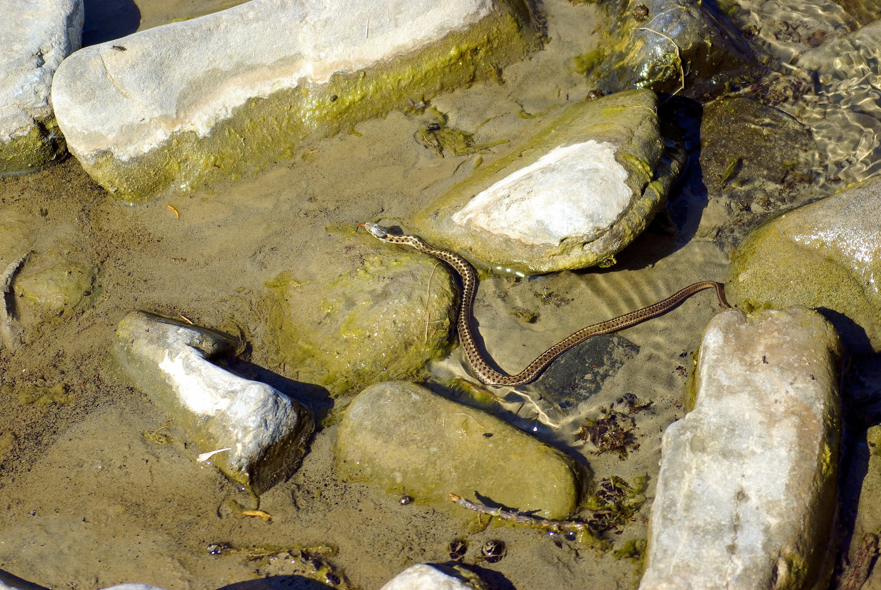gardner, reptile, national, solid, head, marine, vertebrate, land, day, wildlife, nature, river, yellowstone, animal wildlife, rock - object, animal themes, HD Wallpaper