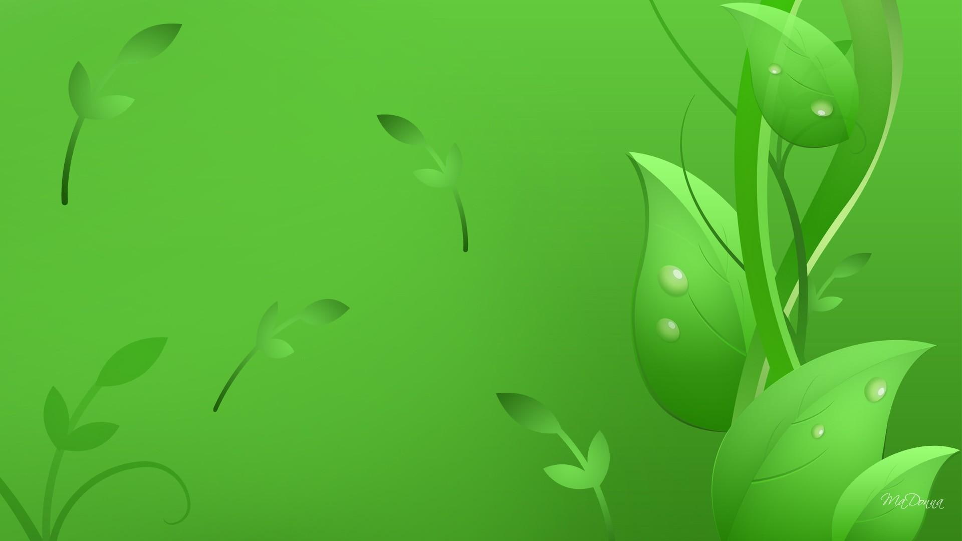 fresh, foliage, nature and landscapes, spring, nature, scatter, 1080P, mint, pristine, green, leaves, HD Wallpaper
