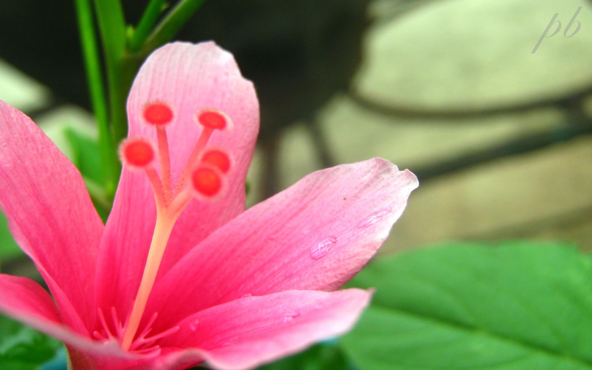 1080P, flowers, flower, pristine, HD Wallpaper
