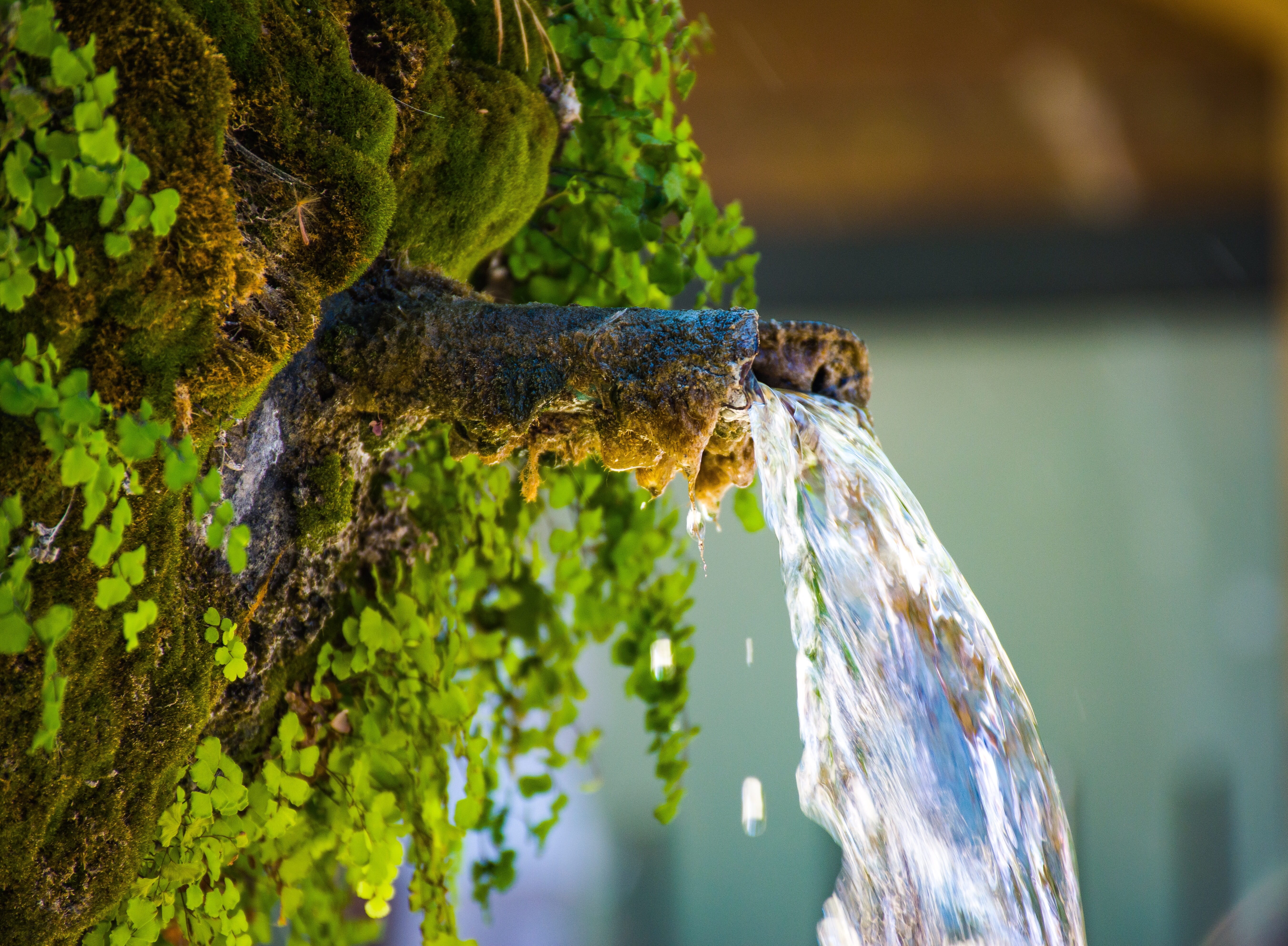europe, vacation getaway, aix-en-provence, one animal, water, nature, no people, water spout, foliage, close-up, day, 5K, france, invertebrate, trunk, HD Wallpaper