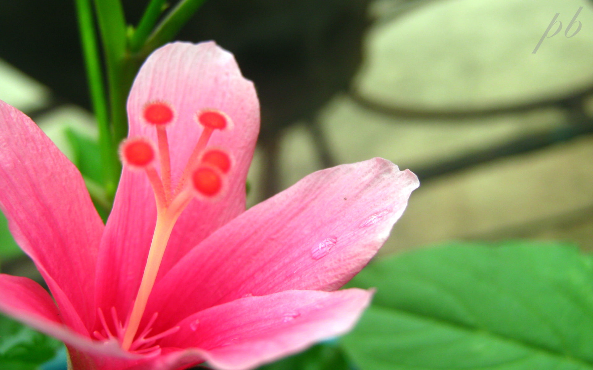 1080P, flowers, hd, pristine, flower, HD Wallpaper
