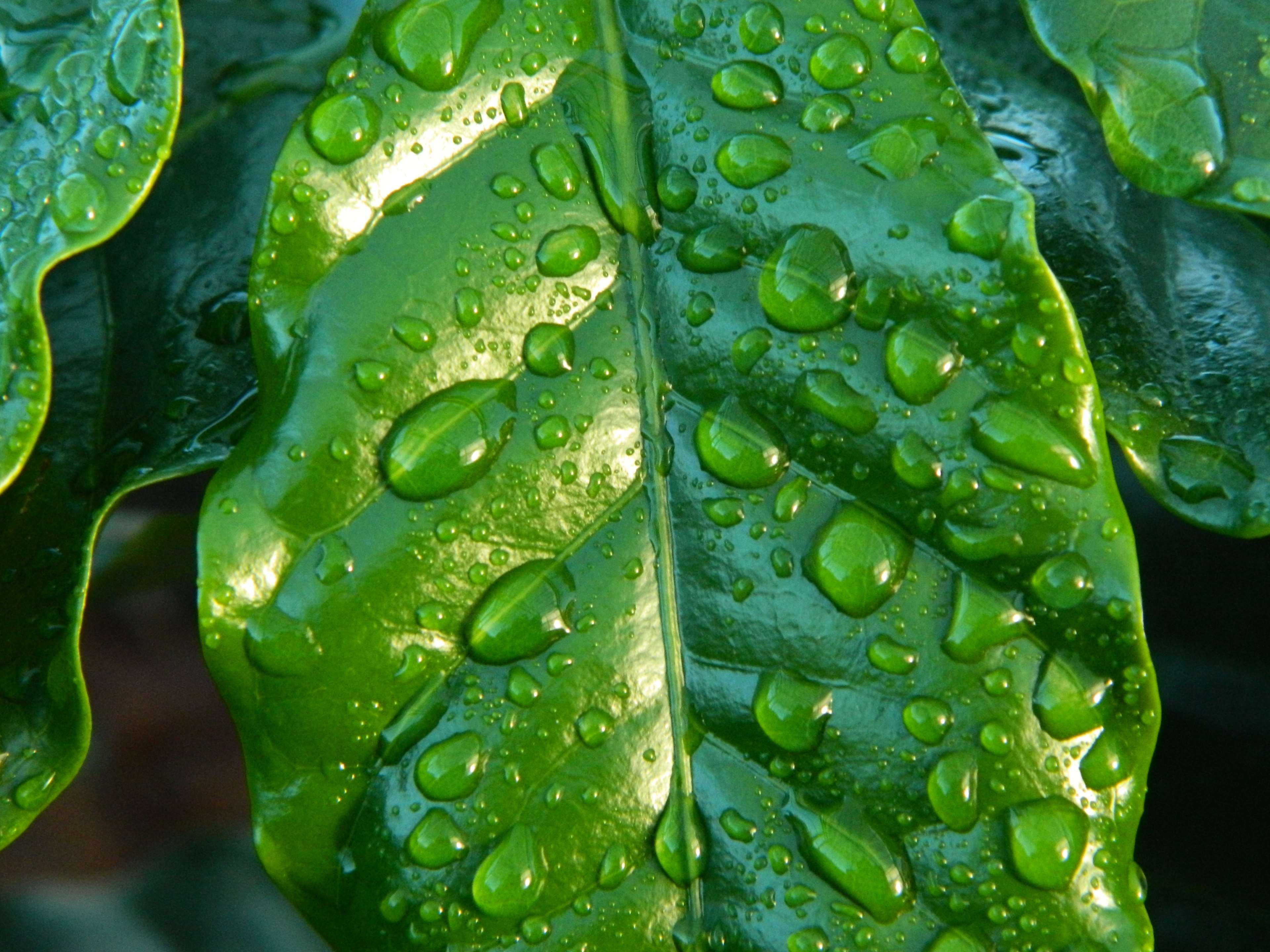 nature, coffee sheet, raindrop, 4K, fresh, clarity, dew, clear, green, wet, close up, pure, freshness, crystal, no people, floating, rain, plant part, HD Wallpaper