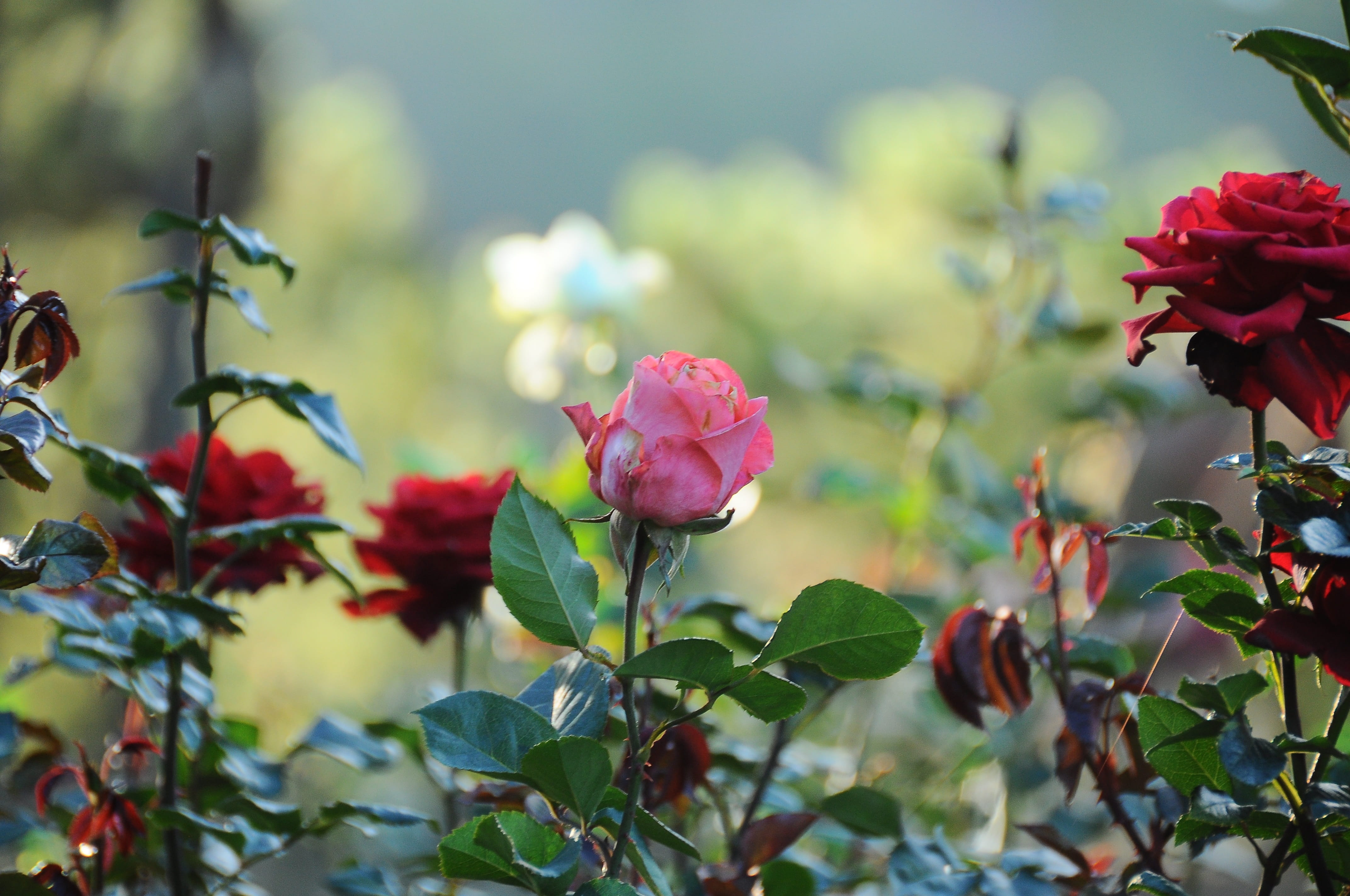 freshness, beauty in nature, flower, day, no people, fragility, growth, inflorescence, outdoors, 4K, close-up, pristine, throat, vulnerability, petal, HD Wallpaper