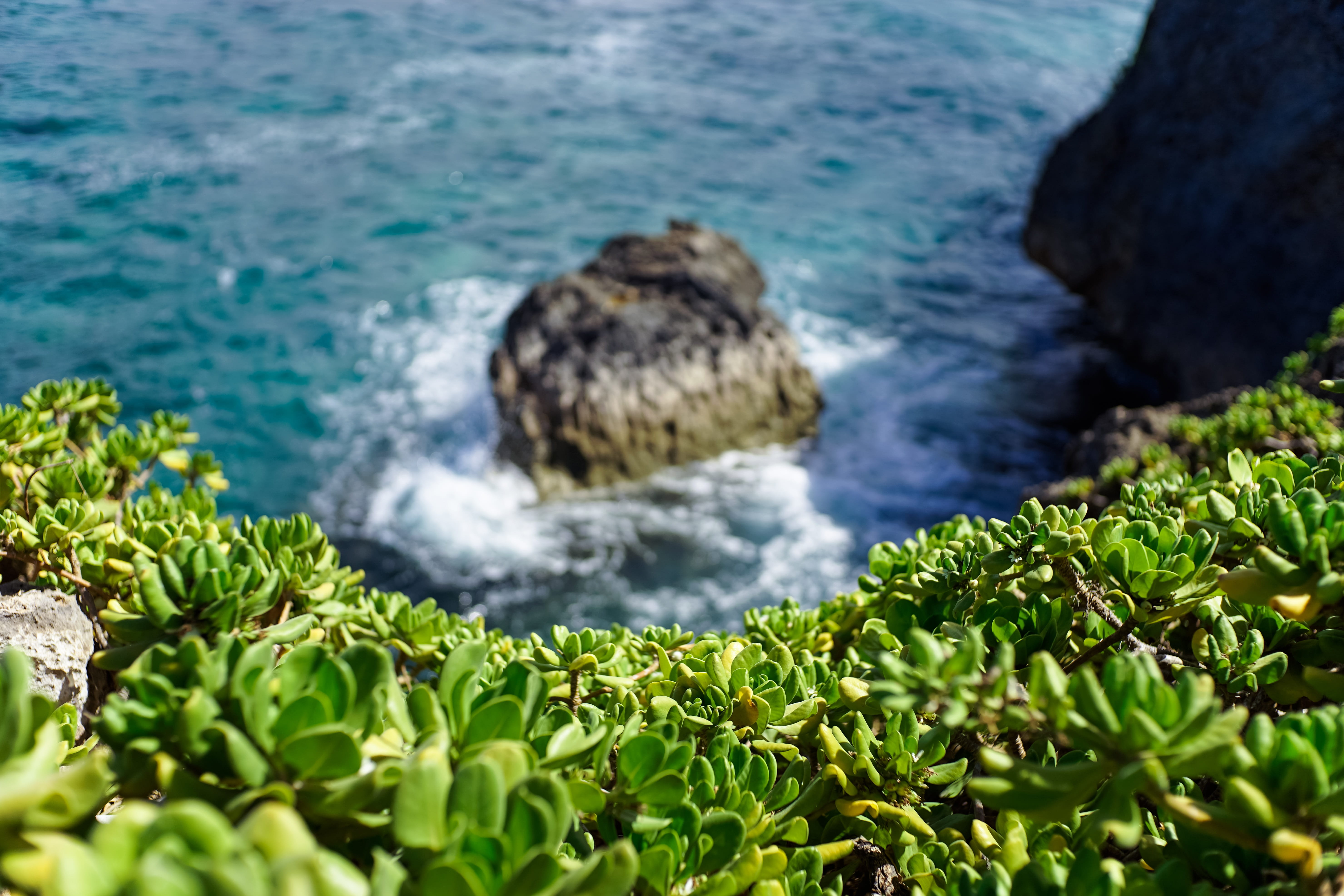 sea, nature, water, ocean, seaside, coastal, outdoor, pristine, tranquility, solid, shore, bluff, vegetation, beach, blurred, plant, wild, scenics - nature, HD Wallpaper
