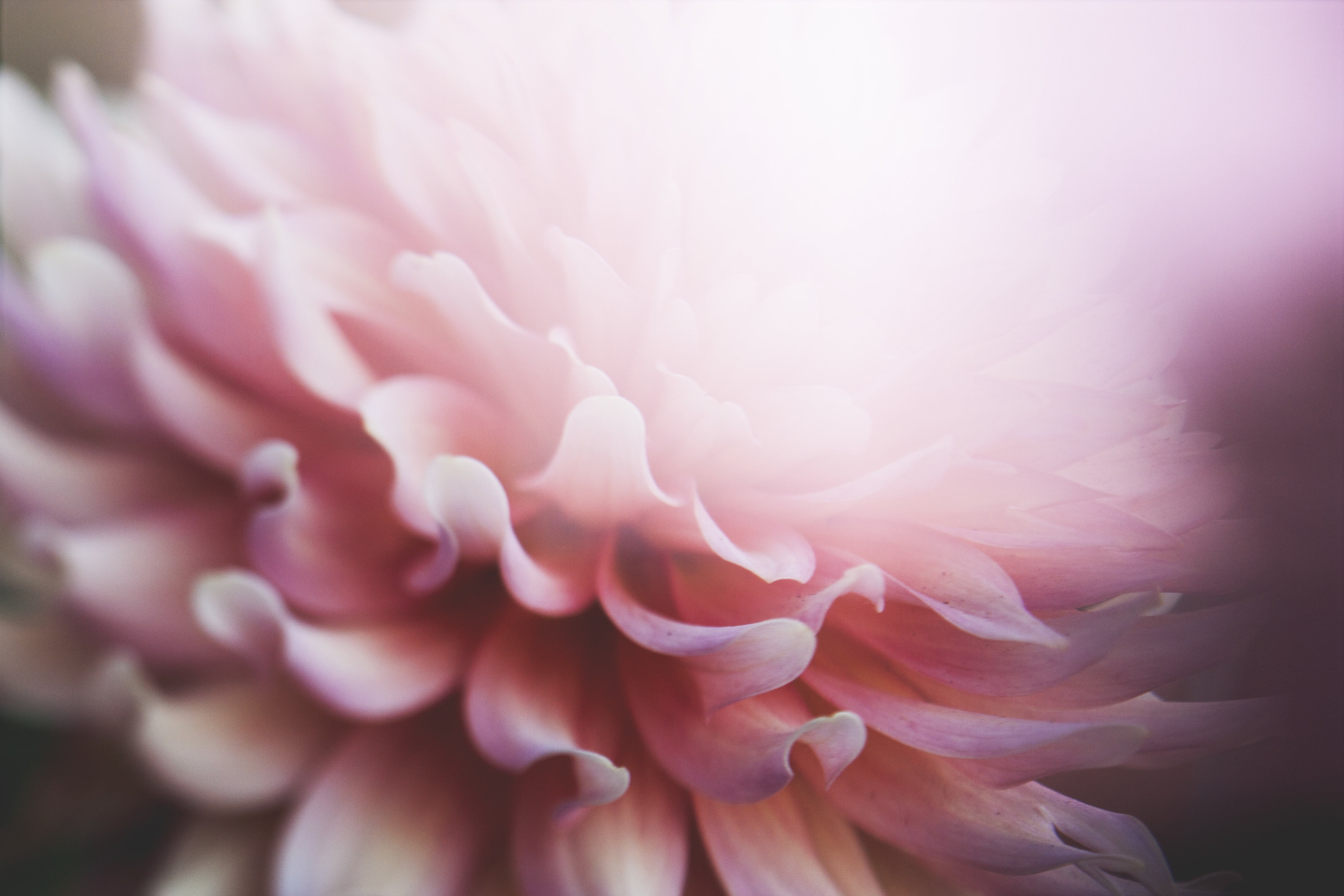 4K, pink, springtime, no people, extreme close-up, nature, petals, backgrounds, blossoms, outdoors, beauty in nature, fragility, softness, photo, garden, HD Wallpaper
