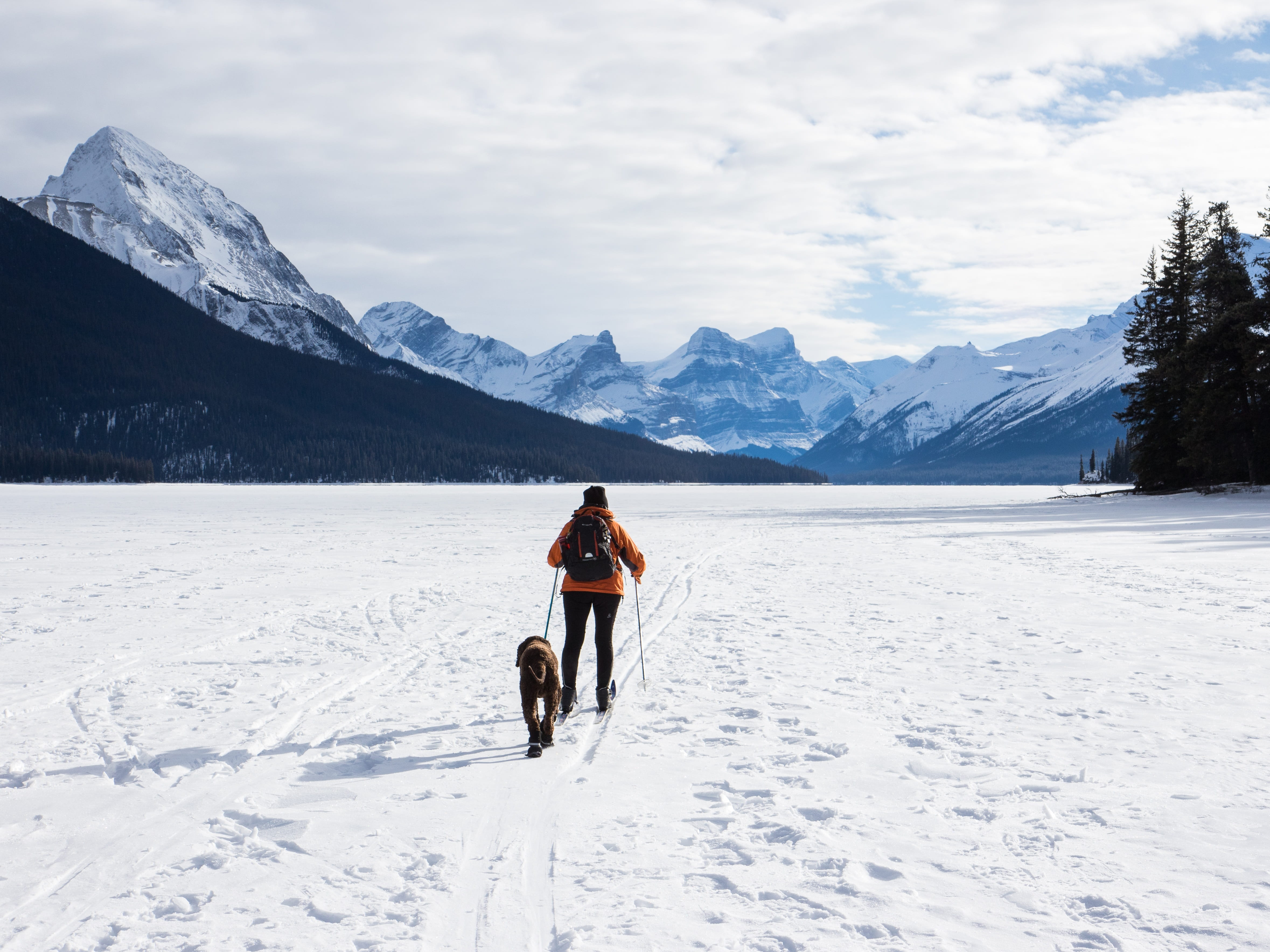 animal themes, 4K, cross country ski, pets, one animal, scenics - nature, cold temperature, canada, snowcapped mountain, outdoors, jasper, leisure activity, HD Wallpaper