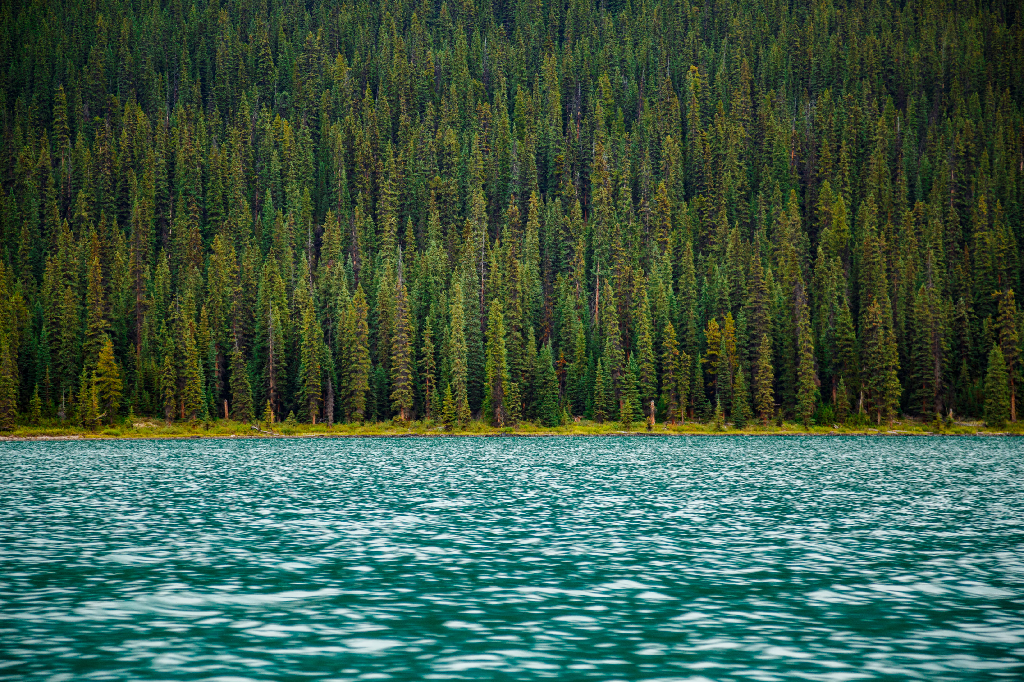 outdoors, plant, 4K, pine woodland, body, no people, albertum, canada, idyllic, ocean, trees, maligne lake, water, wood, nature, tranquility, current, HD Wallpaper