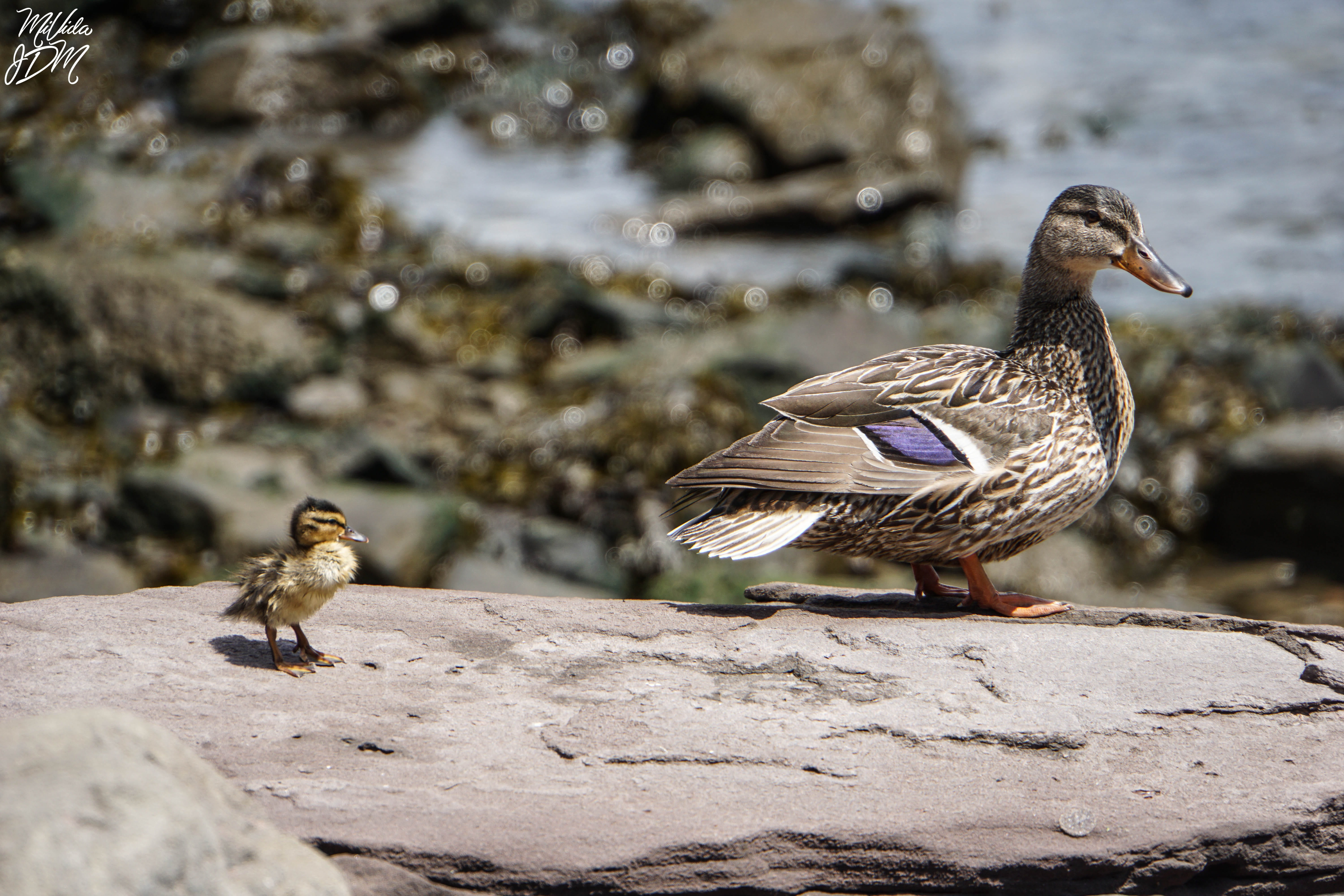 ducks, animals in the wild, bird, chick, animal family, river, recreation, female animal, park, outdoors, group of animals, two animals, lake, rock - object, HD Wallpaper