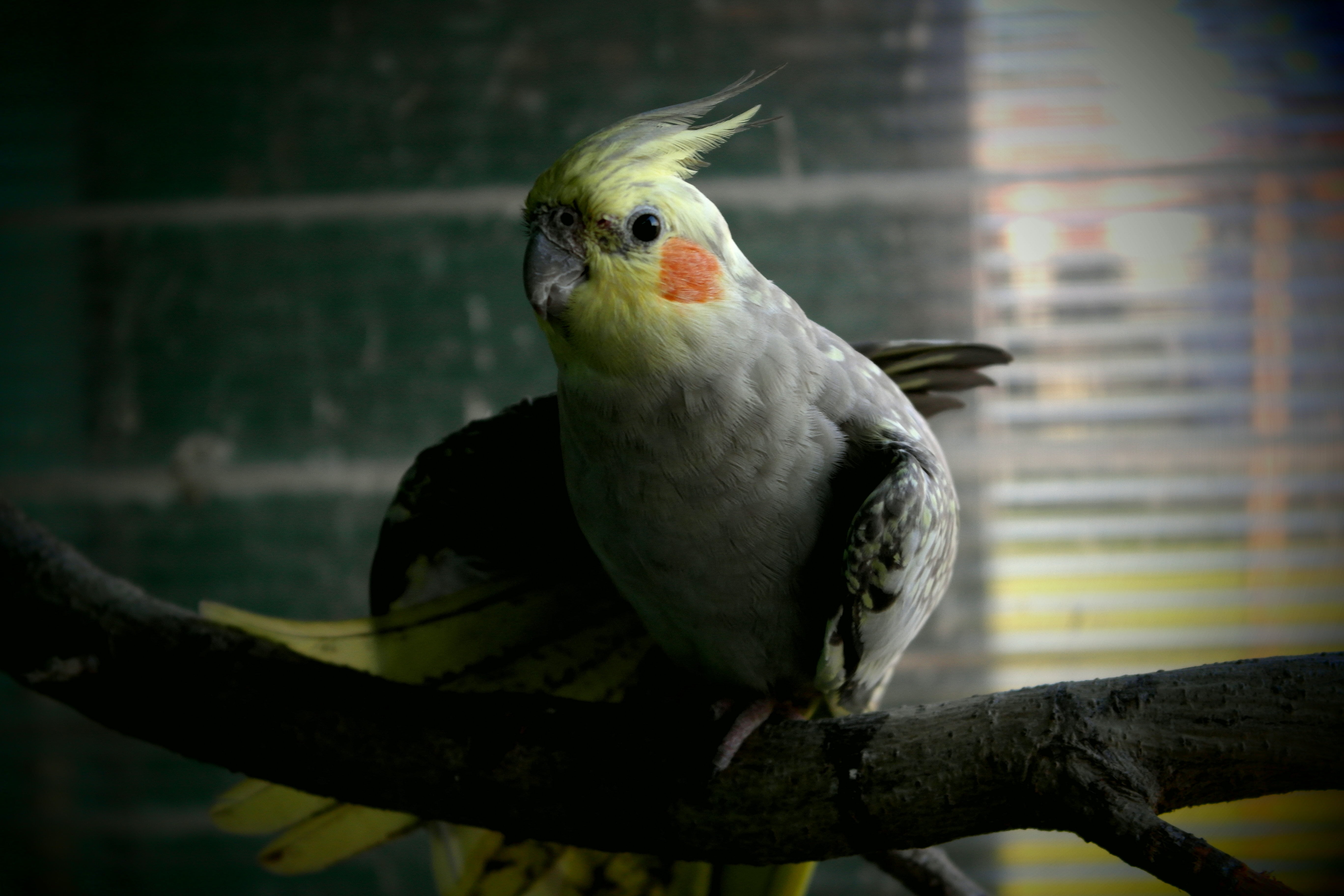 bird, animal, parrot, perching, tree, nature, animal themes, full length, outdoors, branch, beak, one animal, cockatiel, animal wildlife, plant, focus on foreground, HD Wallpaper