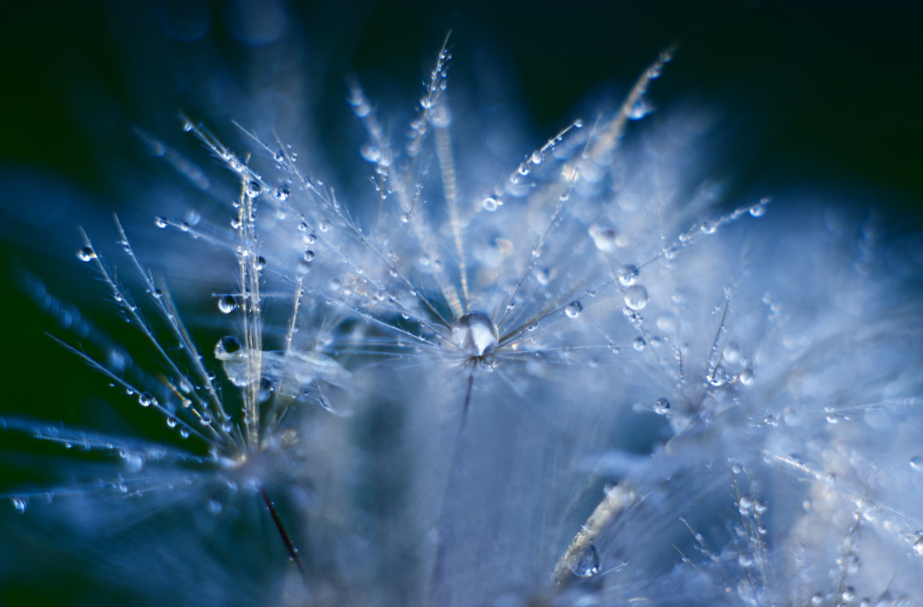 50mm, drop, plant, 2K, no people, nature, outdoors, vulnerability, dew, selective focus, close-up, Tones, Tube, rain, Dandelion, Cool, fragility, blue, HD Wallpaper