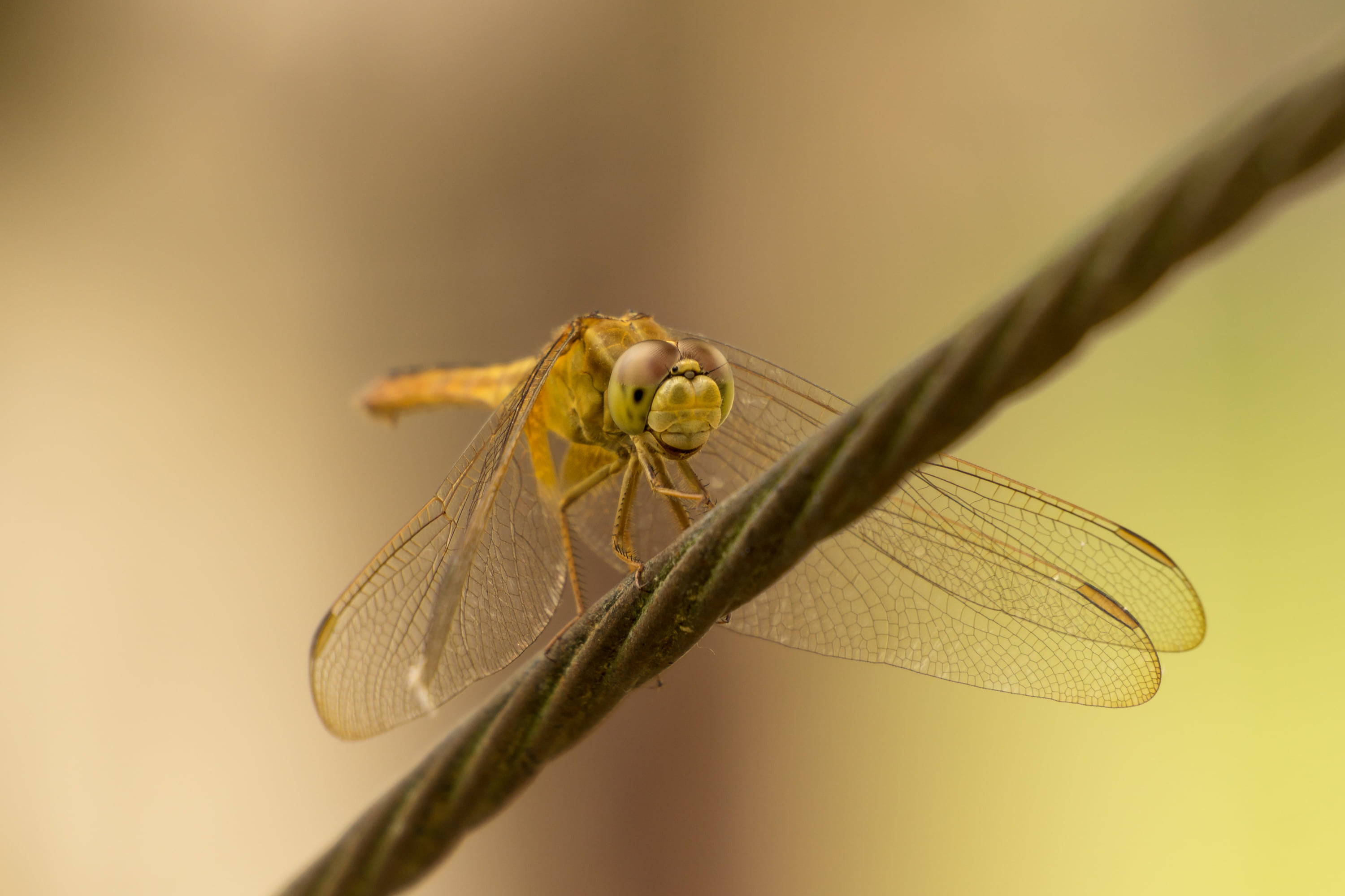 nature, focus, sony, sel55210, macro, Insect, animal, close-up, rope, photography, gray, 2K, selective focus, Dragonfly, animal Wing, selective, brown, HD Wallpaper