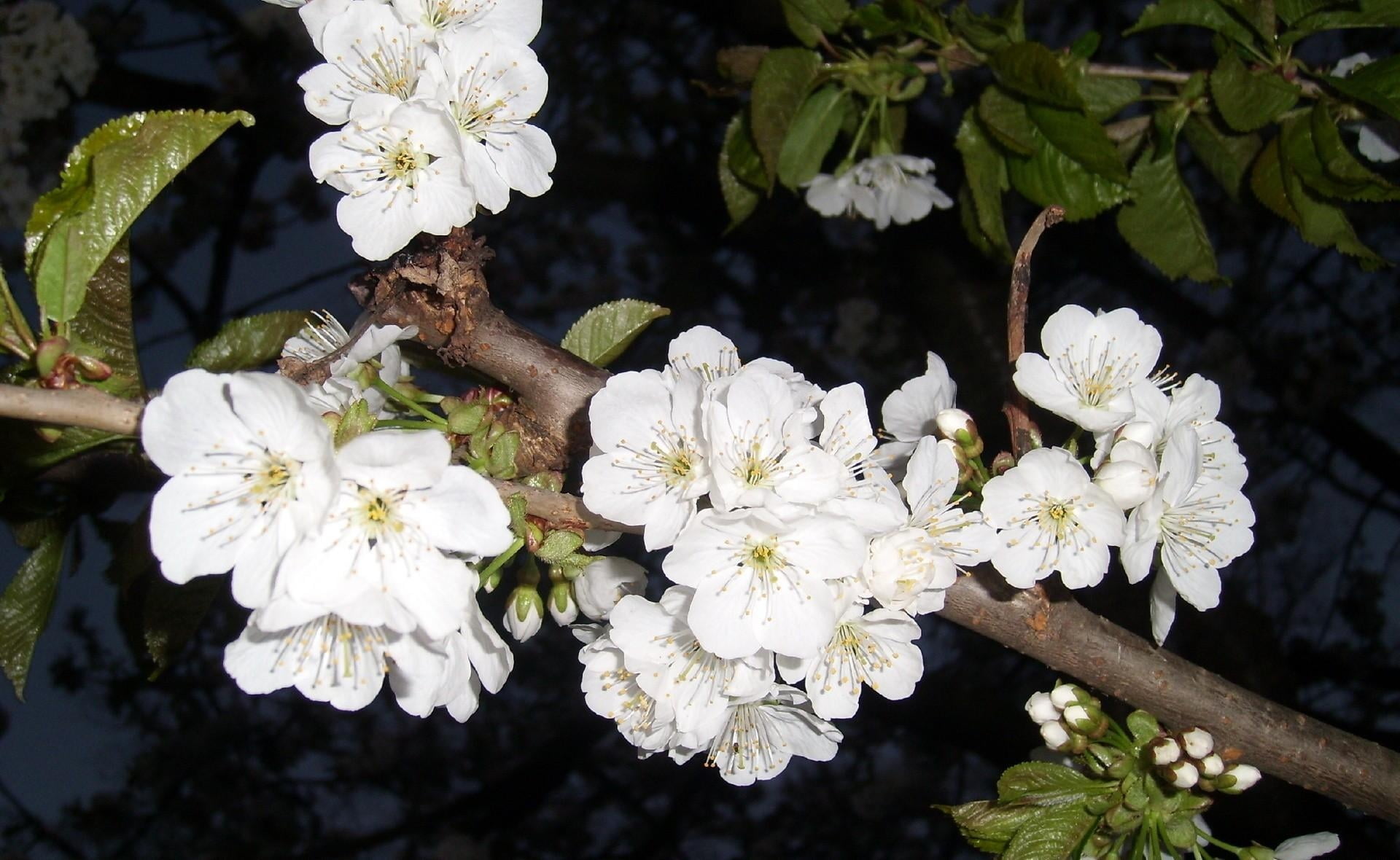 white color, inflorescence, beauty In Nature, 1080P, leaf, season, cherry tree, no people, springtime, vulnerability, tree, spring, white, growth, branch, HD Wallpaper