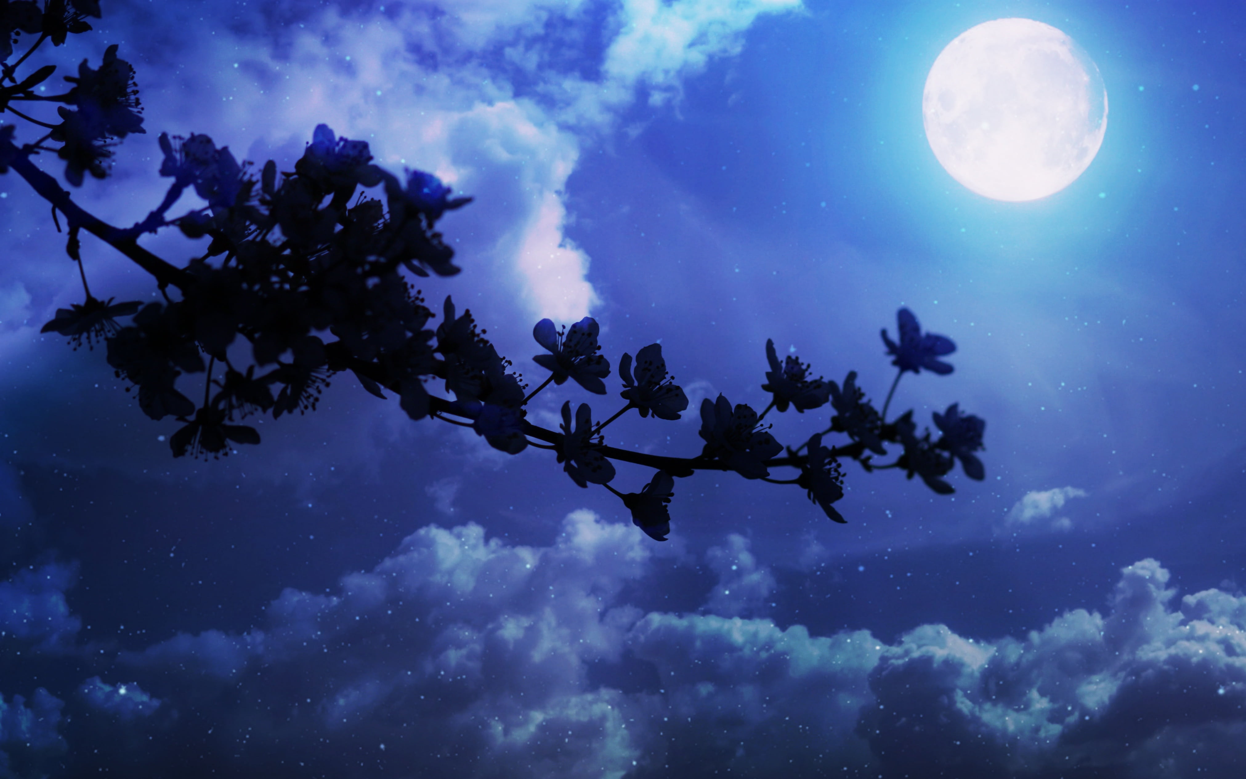 dark, scenics - nature, plant, outdoors, moonlight, casey, night, space and astronomy, flowers, sky, planet - space, nature, blue, silhouette, full moon, HD Wallpaper