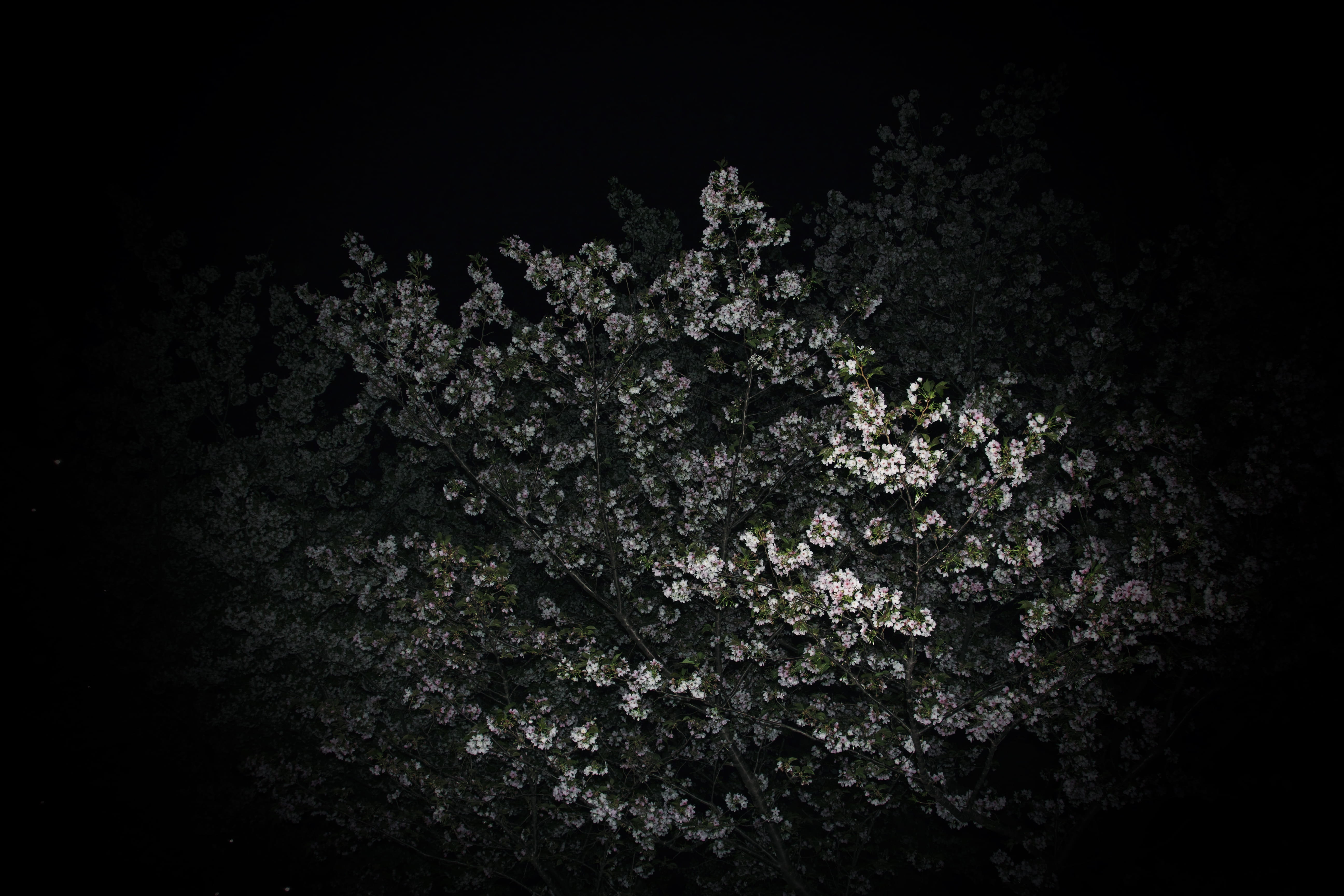 beauty in nature, night, photography, closeup, no people, vulnerability, tree, healthcare and medicine, plant, spring, leaves, studio shot, foliage, april, HD Wallpaper