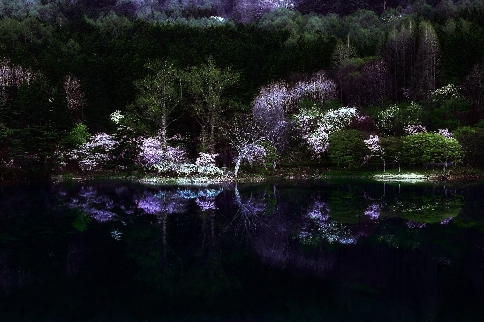 the darkness, Japan, night, nature, 1080P, spring, lake, Sakura, forest, HD Wallpaper