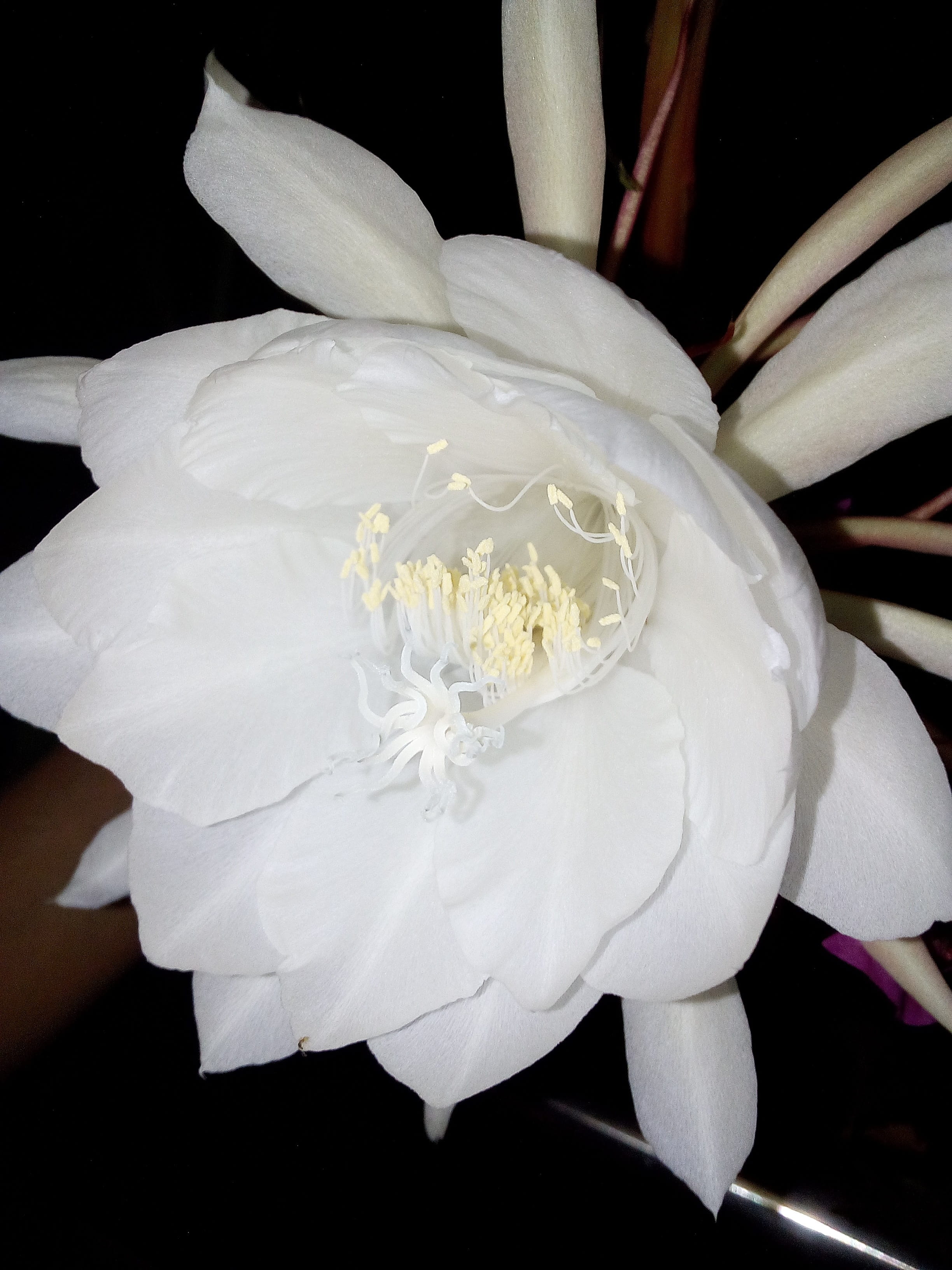 bouquet, red, natural, love, night queen, botany, flower head, decorative, mother, close-up, peony, Abstract, Flower, indoors, white, garden, tropical, Phone HD Wallpaper