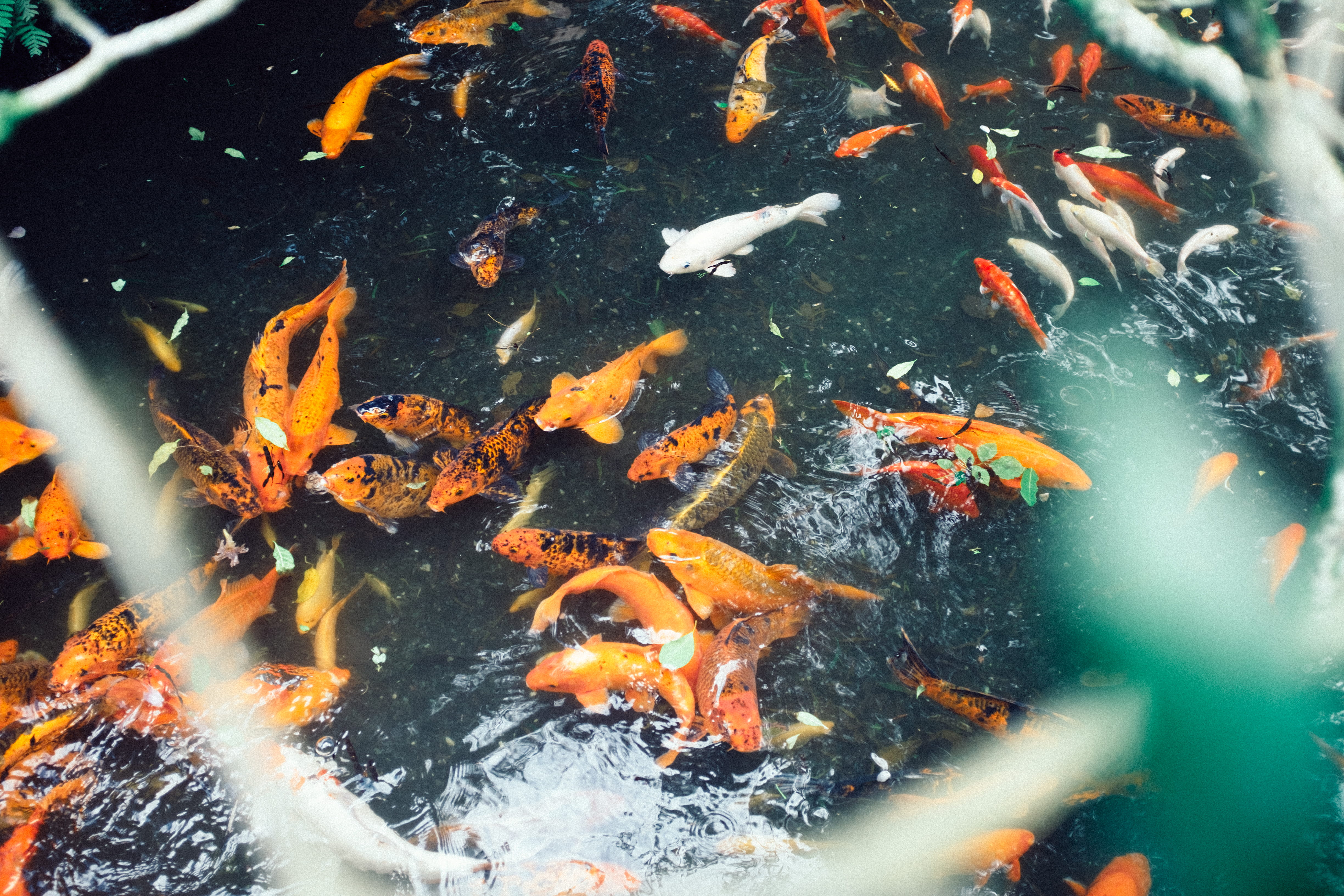 white, island, 4K, blue, school of fish, outdoors, marine, underwater, group of animals, river, united states, koi carp, koi, vertebrate, ahuimanu, large group of animals, HD Wallpaper