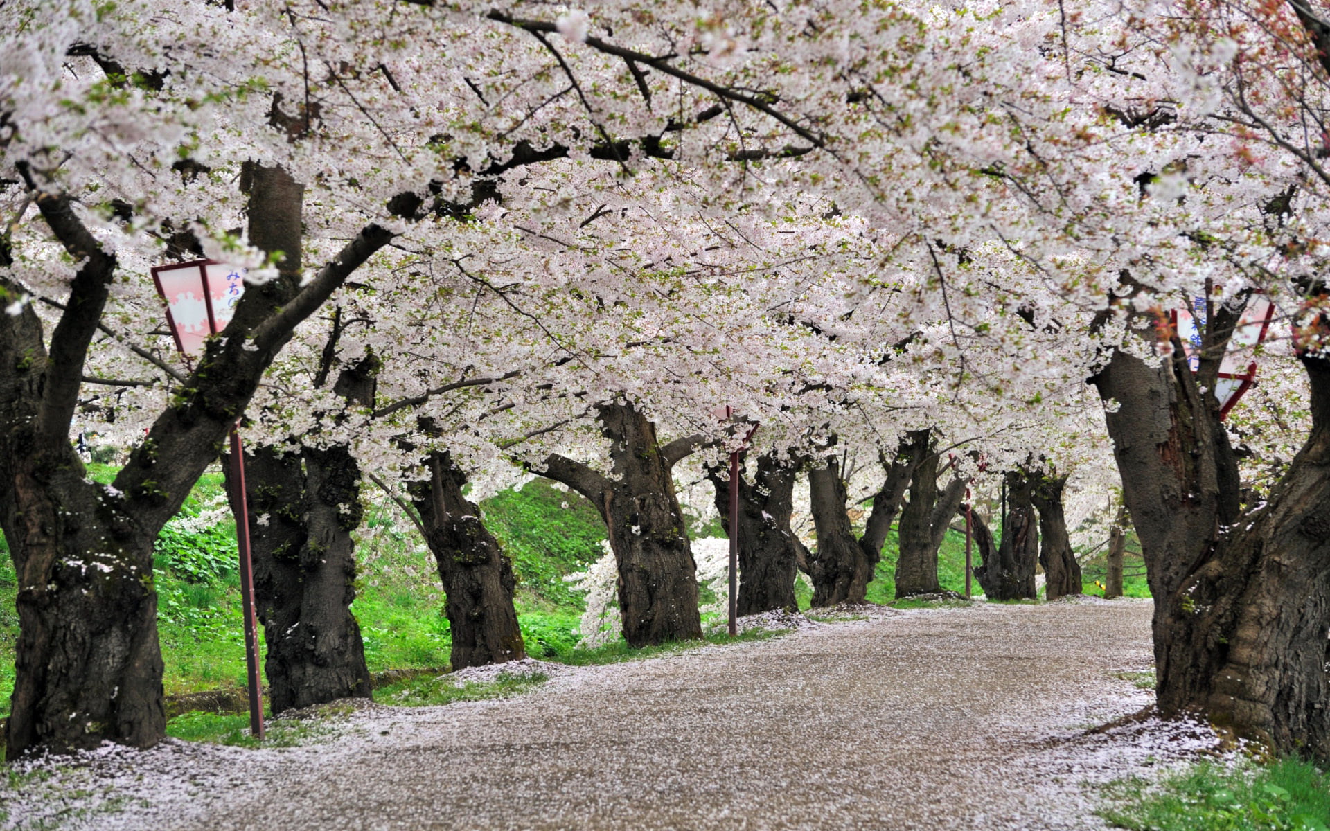blossoming, Japan, vulnerability, spring, oriental Cherry Tree, tree trunk, 1080P, white, freshness, pink Color, cherry Tree, beauty In Nature, growth, HD Wallpaper