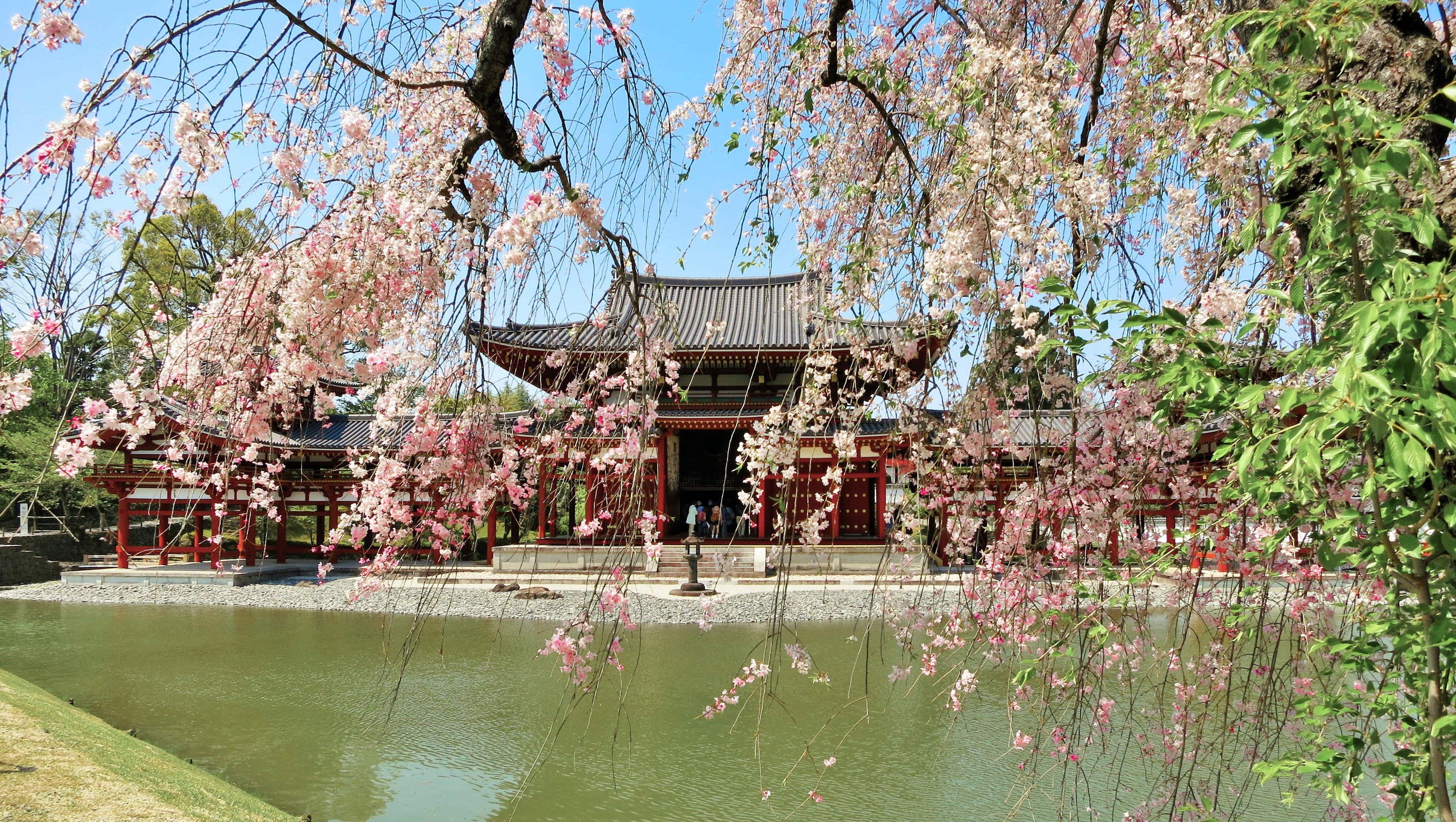 place of worship, lake, belief, japanese garden, temple, plant, architecture, day, change, uji-shi, no people, tree, building, japan, nature, growth, building exterior, HD Wallpaper