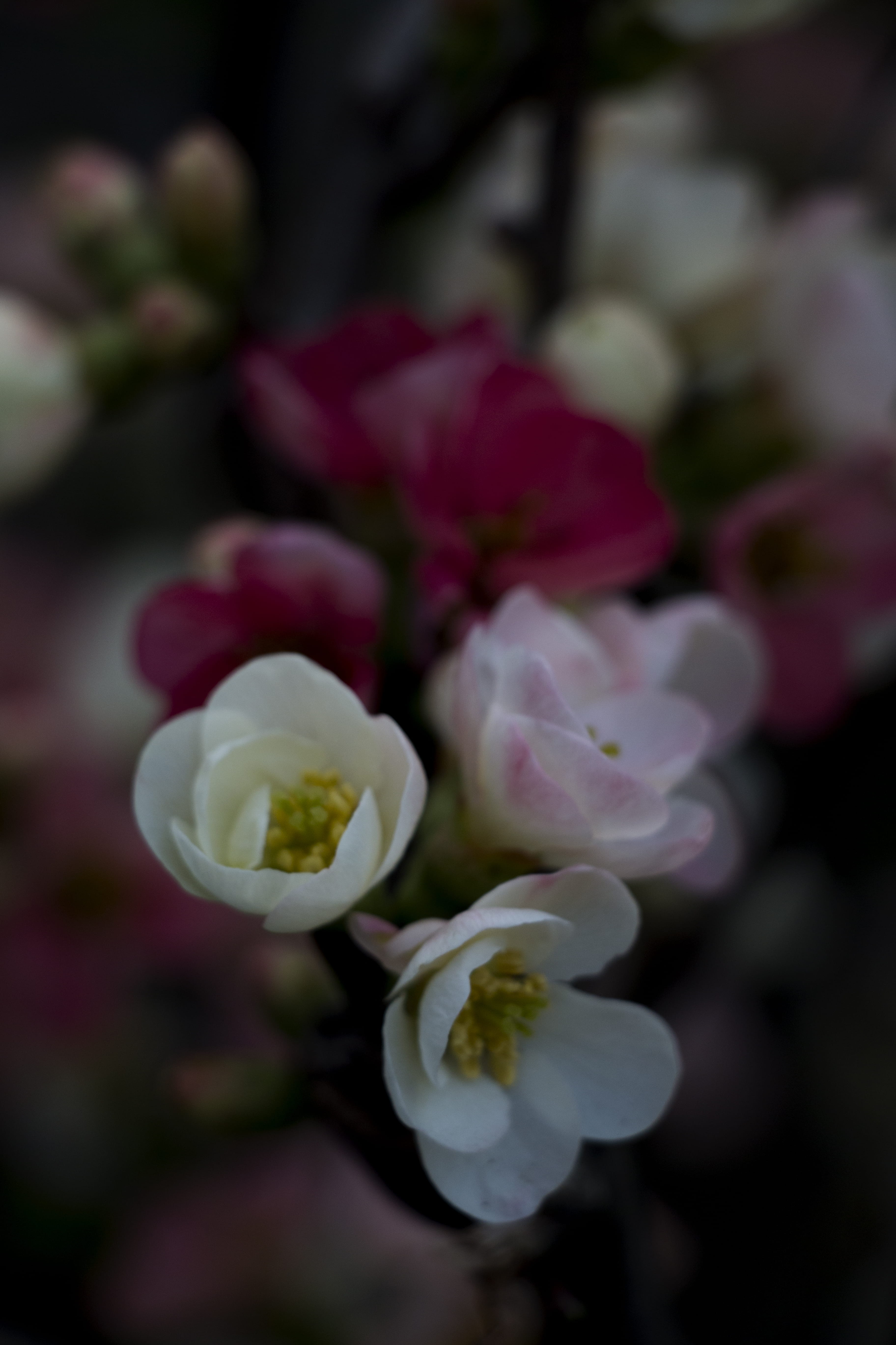 japan, pink color, outdoors, petal, day, 5K, freshness, flowering plant, focus on foreground, fragility, close-up, meguro, red, growth, japanese quince, Phone HD Wallpaper