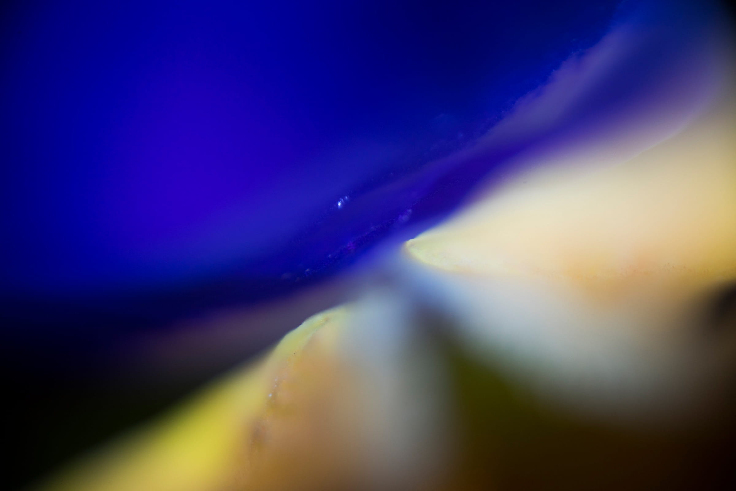 extreme close-up, jiyugaoka, backgrounds, plant, close-up, flower, nature, abstract, vibrant color, abstract backgrounds, defocused, blue, super macro, HD Wallpaper