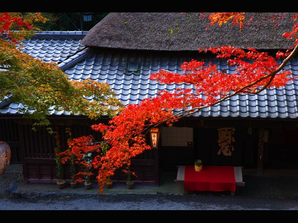 beauty in nature, architecture, roof tile, growth, place of worship, building exterior, day, tree, building, house, spirituality, no people, Japan, change, HD Wallpaper