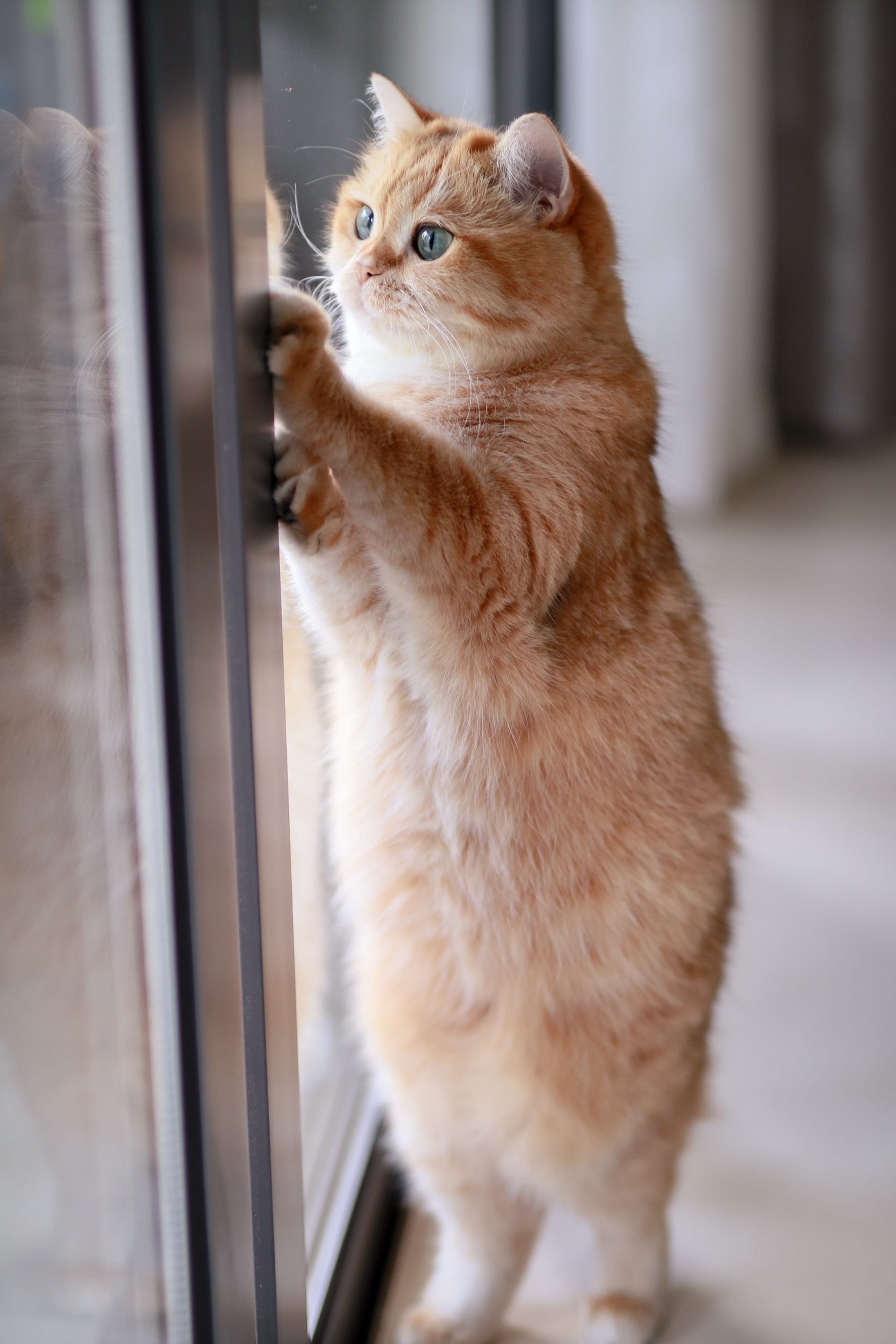 4K, pets, glass - material, sitting, siamese, portrait, window, domestic, animal, looking, ginger cat, manx, pet, indoors, leaning, reed, domestic cat, Phone HD Wallpaper