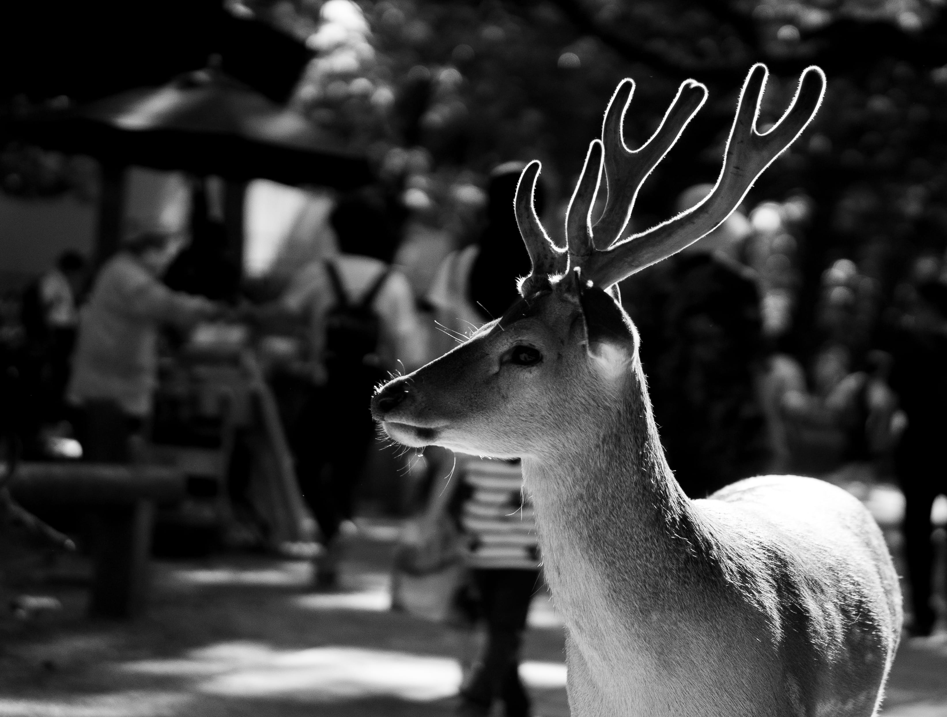 animal wildlife, animals in the wild, animal head, animal themes, day, domestic animals, one animal, animal, focus on foreground, deer, japan, light, 2K, HD Wallpaper