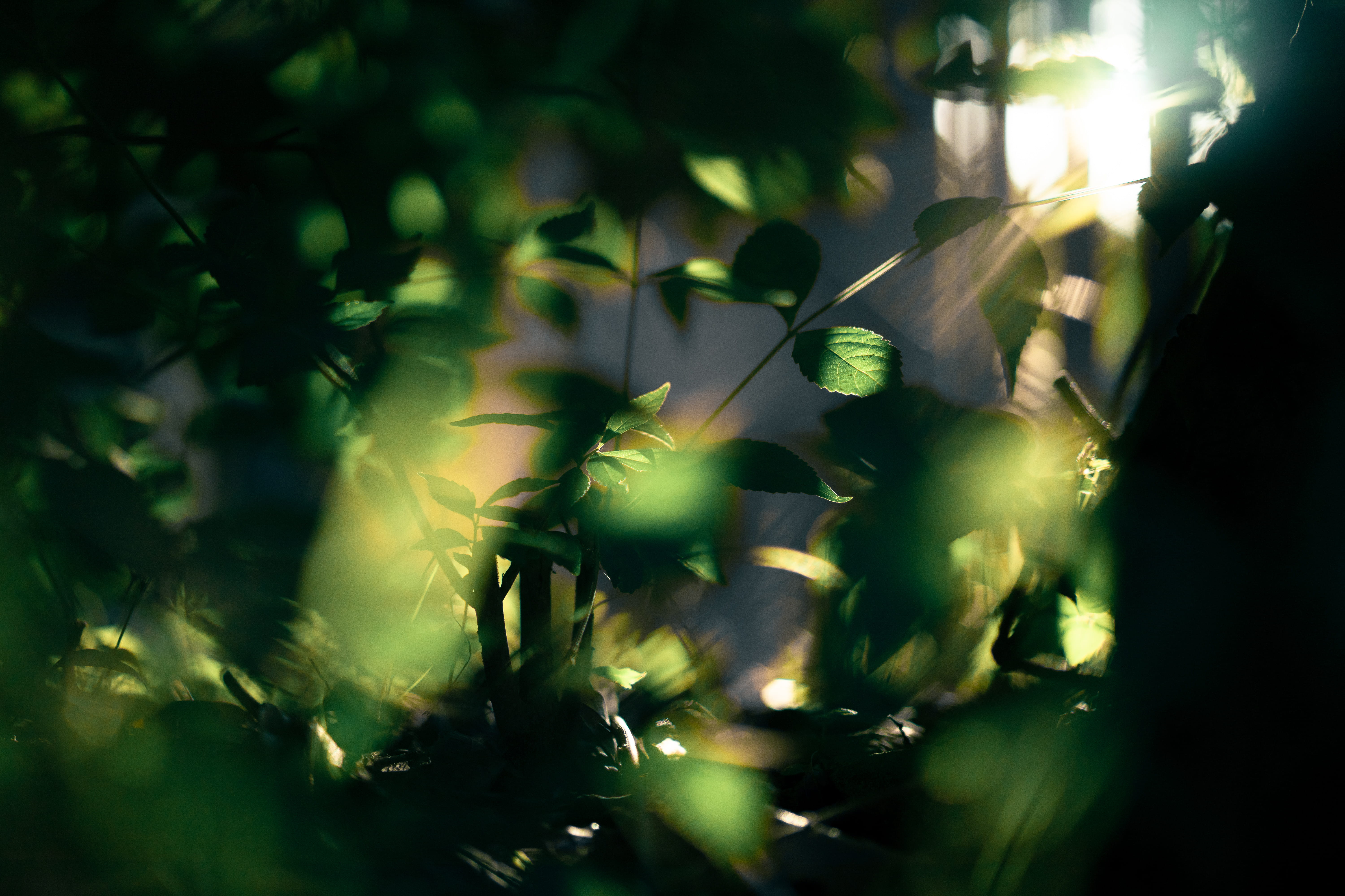 no people, land, outdoors, day, green, nara, grass, sunbeam, plant part, green color, nara prefecture, leaf, sunshine, tree, plant, growth, close-up, defocused, HD Wallpaper