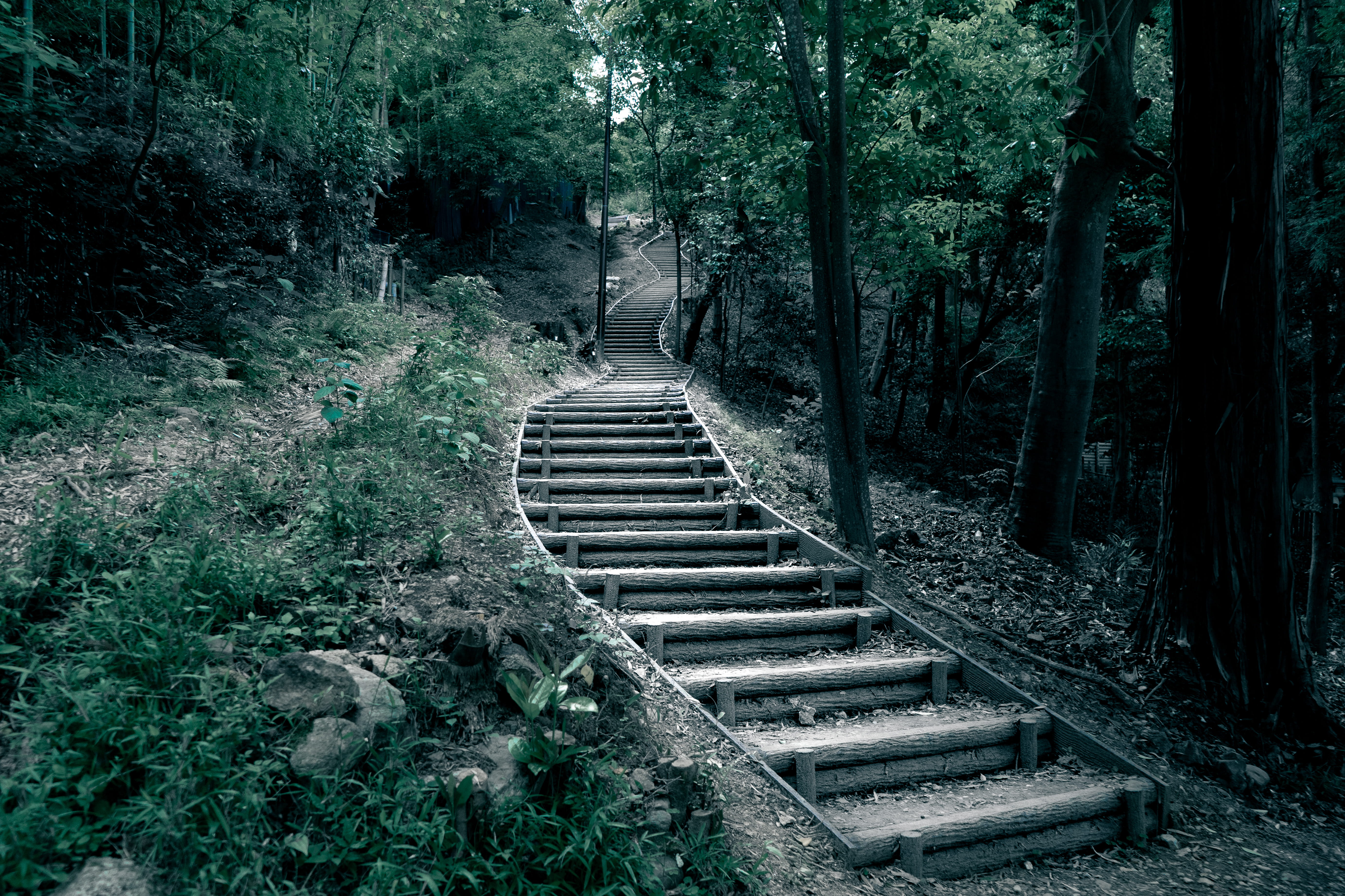 outdoors, growth, japan, green, staircase, nara, forest, direction, high angle view, road, tree, built structure, day, 5K, the way forward, plant, nature, HD Wallpaper