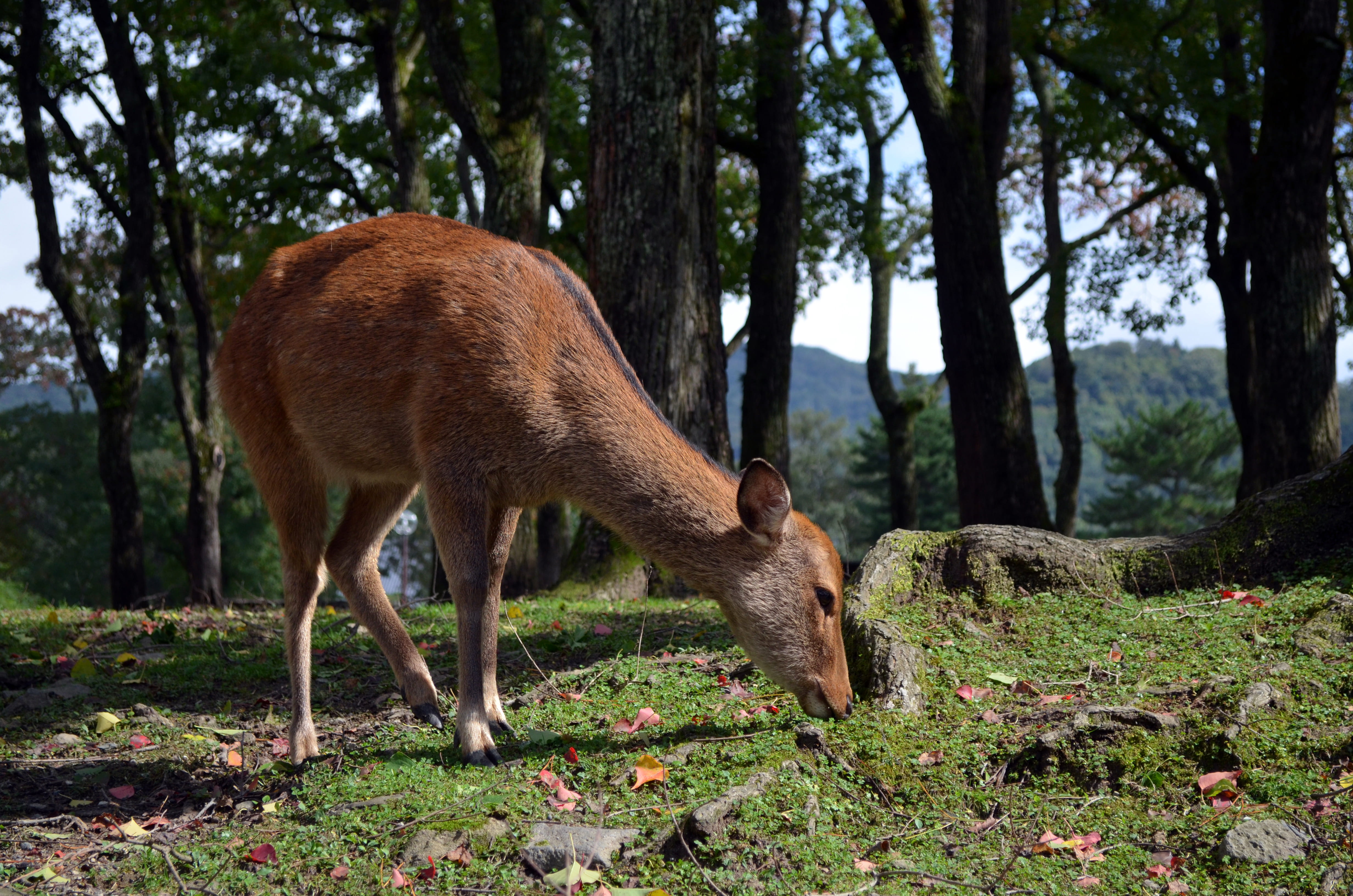 no people, animal themes, animal, wild, nara, animal wildlife, grass, animals in the wild, japan, 4K, autumn colors, one animal, herbivorous, field, grazing, HD Wallpaper