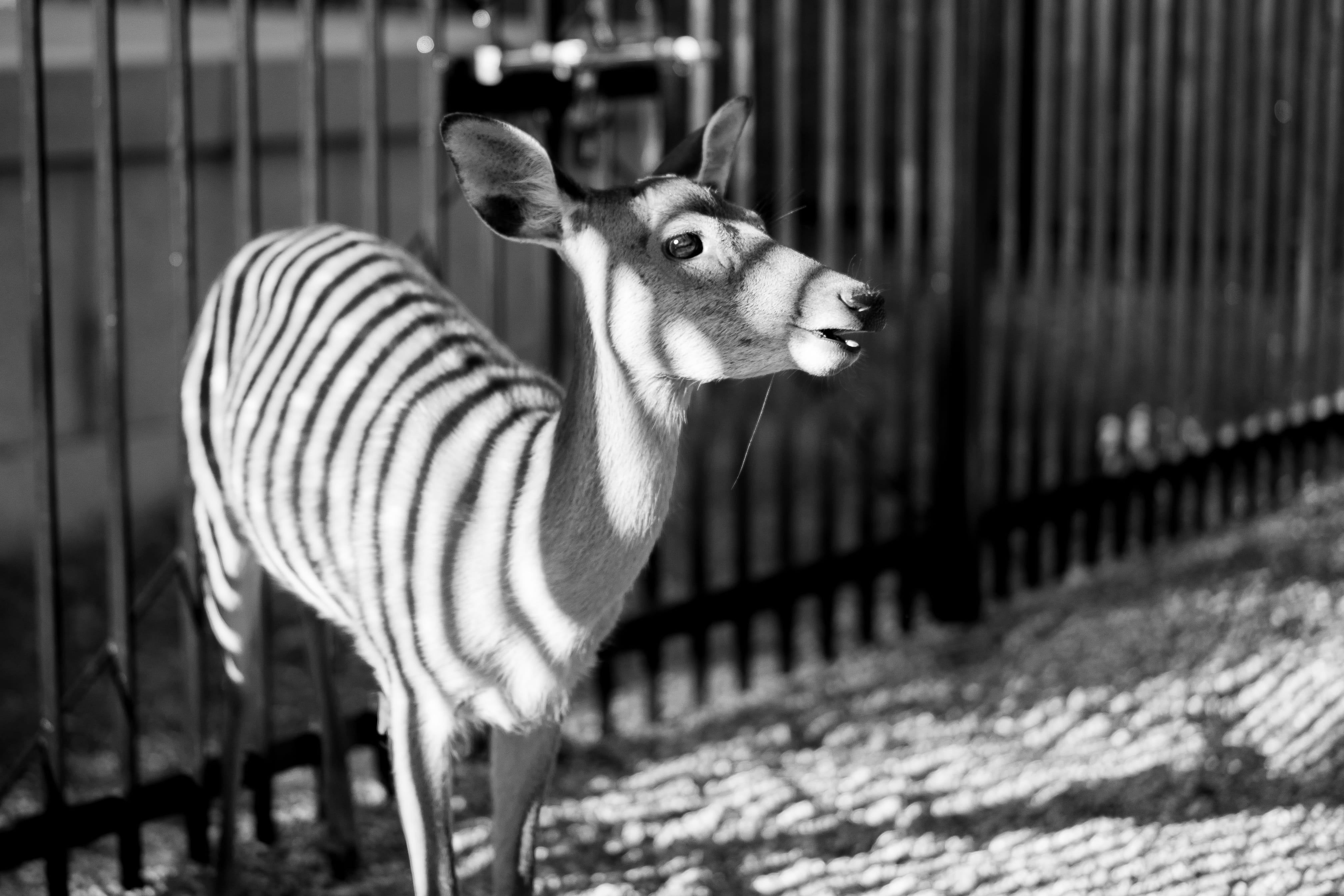 outdoors, white, fence, japan, focus on foreground, striped, standing, herbivorous, animal markings, animals in the wild, nara prefecture, animals in captivity, HD Wallpaper