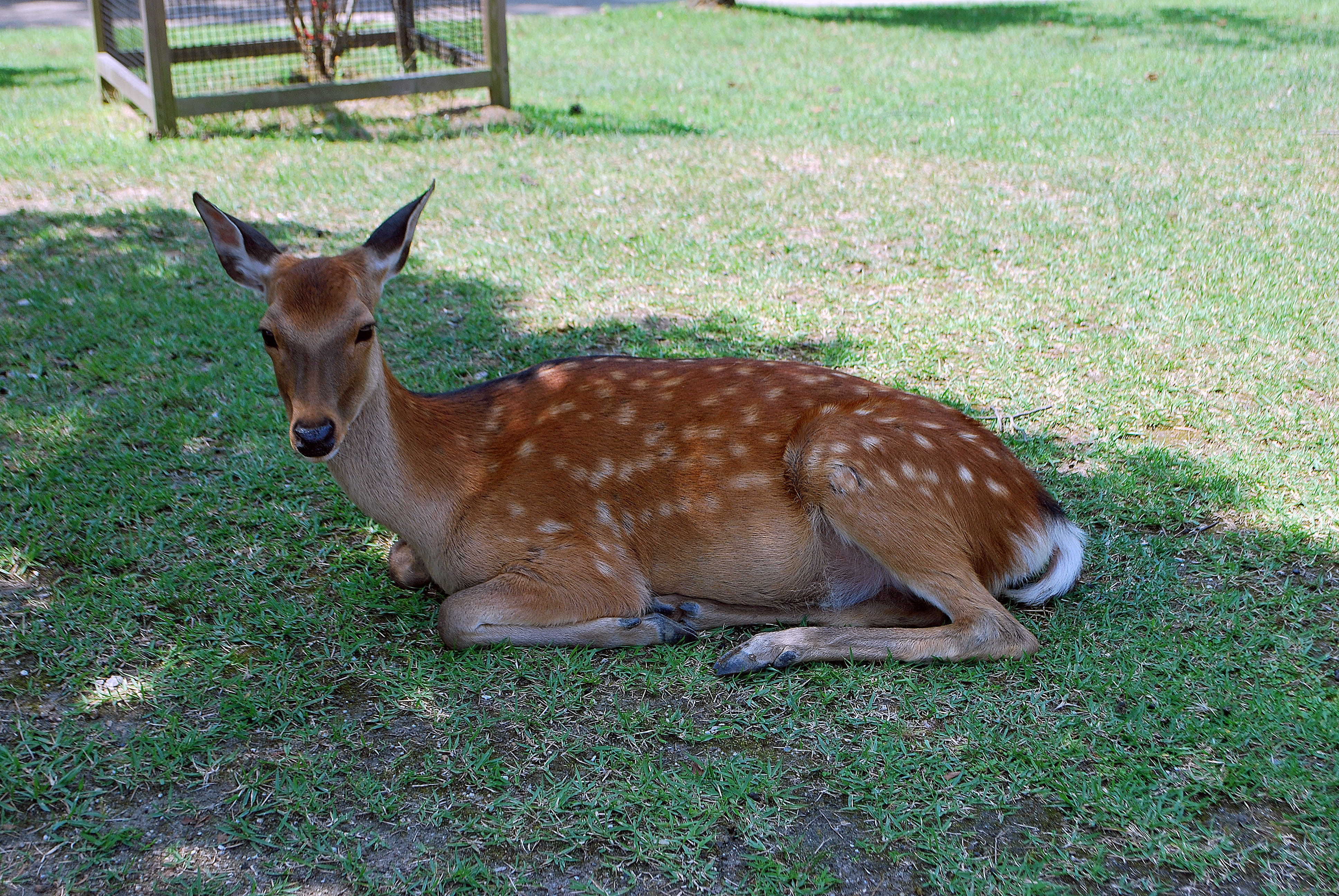 land, one animal, animal wildlife, deer, nature, green color, grass, fawn, outdoors, nara prefecture, mammal, herbivorous, japan, animal themes, 4K, domestic animals, HD Wallpaper