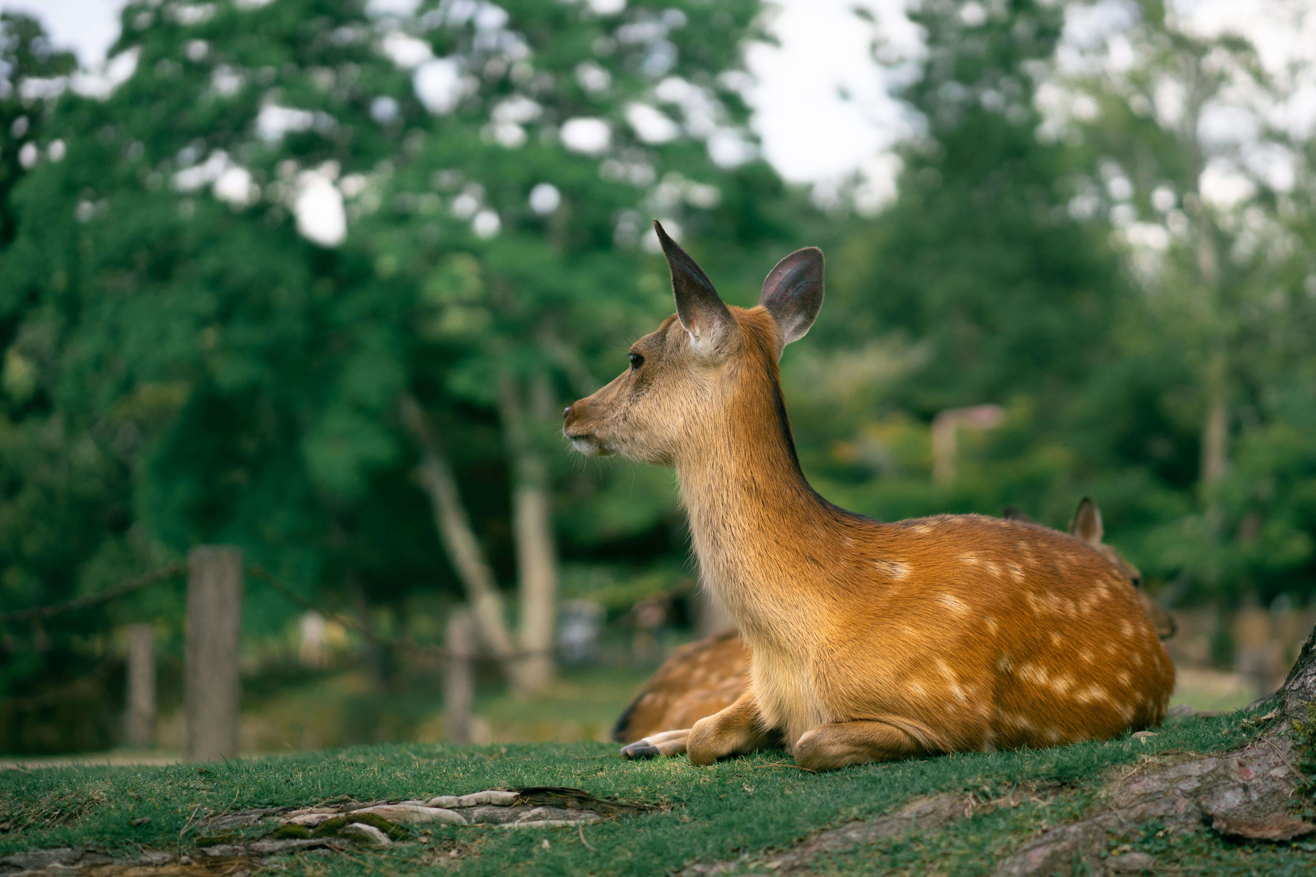 mammal, deer, animal themes, animals in the wild, animal, plant, 4K, focus on foreground, nara prefecture, one animal, vertebrate, day, japan, nara, land, HD Wallpaper