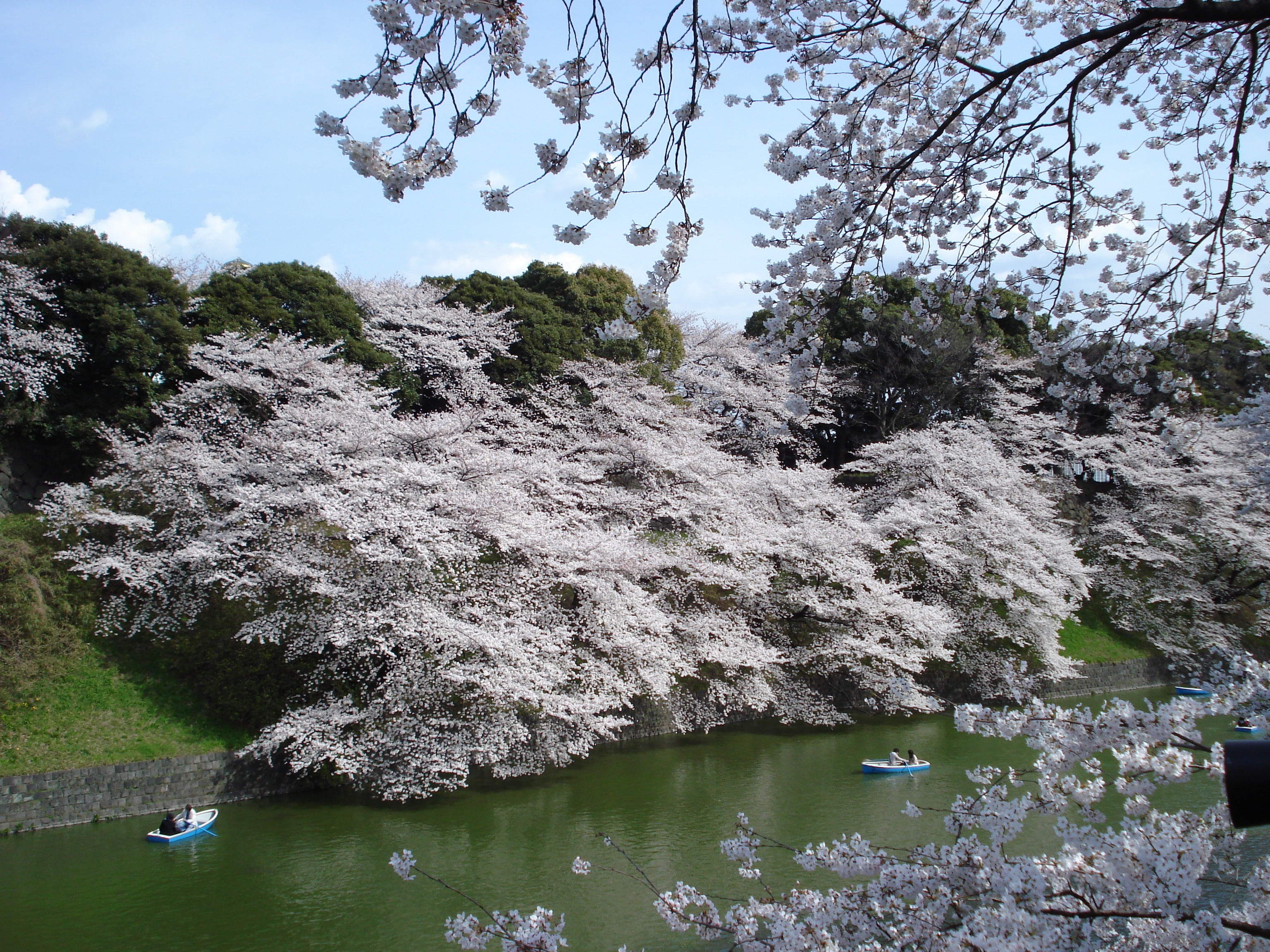 beauty in nature, growth, no people, trees, non-urban scene, japan, scenics - nature, plant, solid, outdoors, rock, cherry blossoms, tranquility, blooming, HD Wallpaper