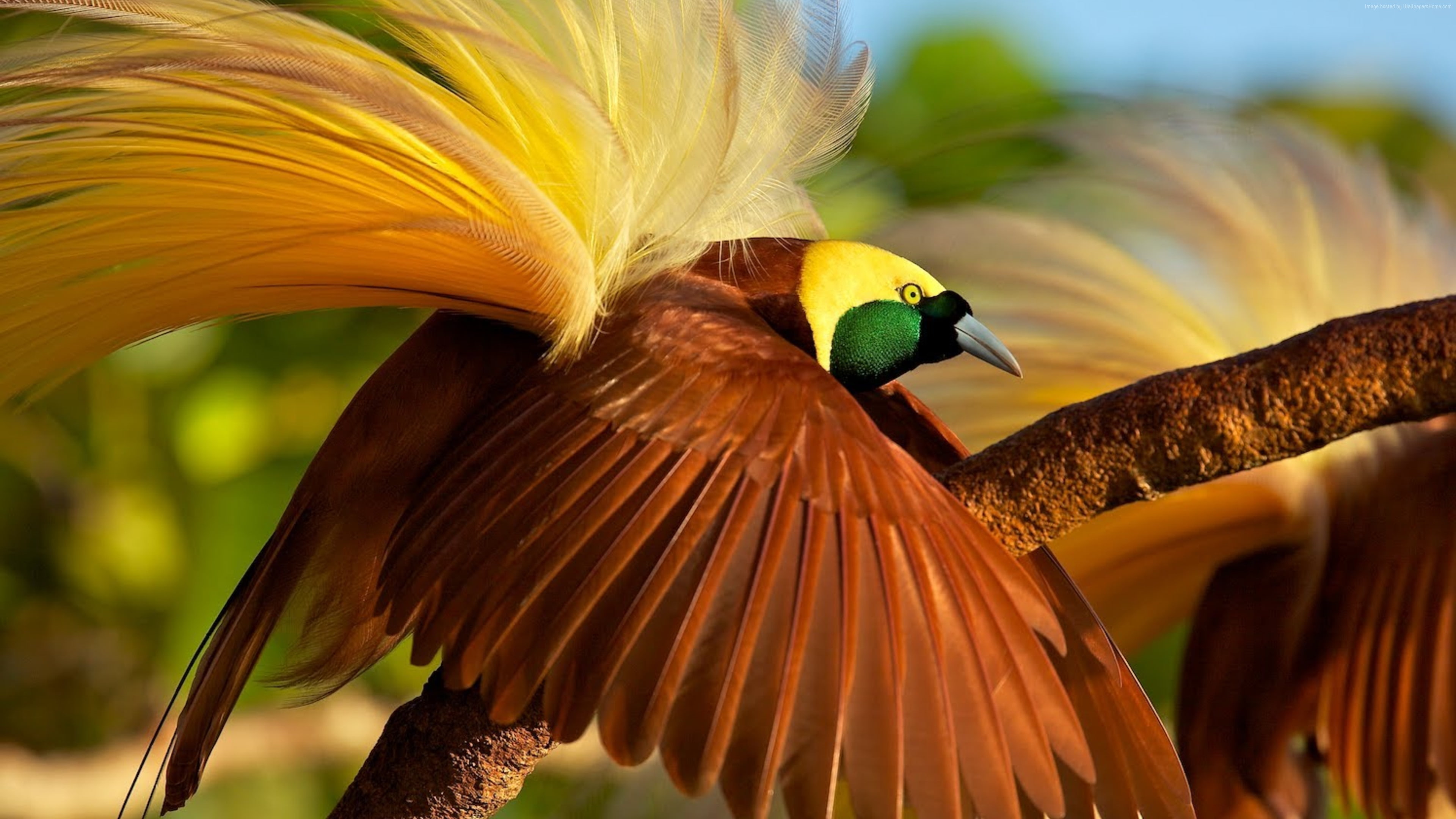 4k, bird of paradise, 4K, bird, HD Wallpaper