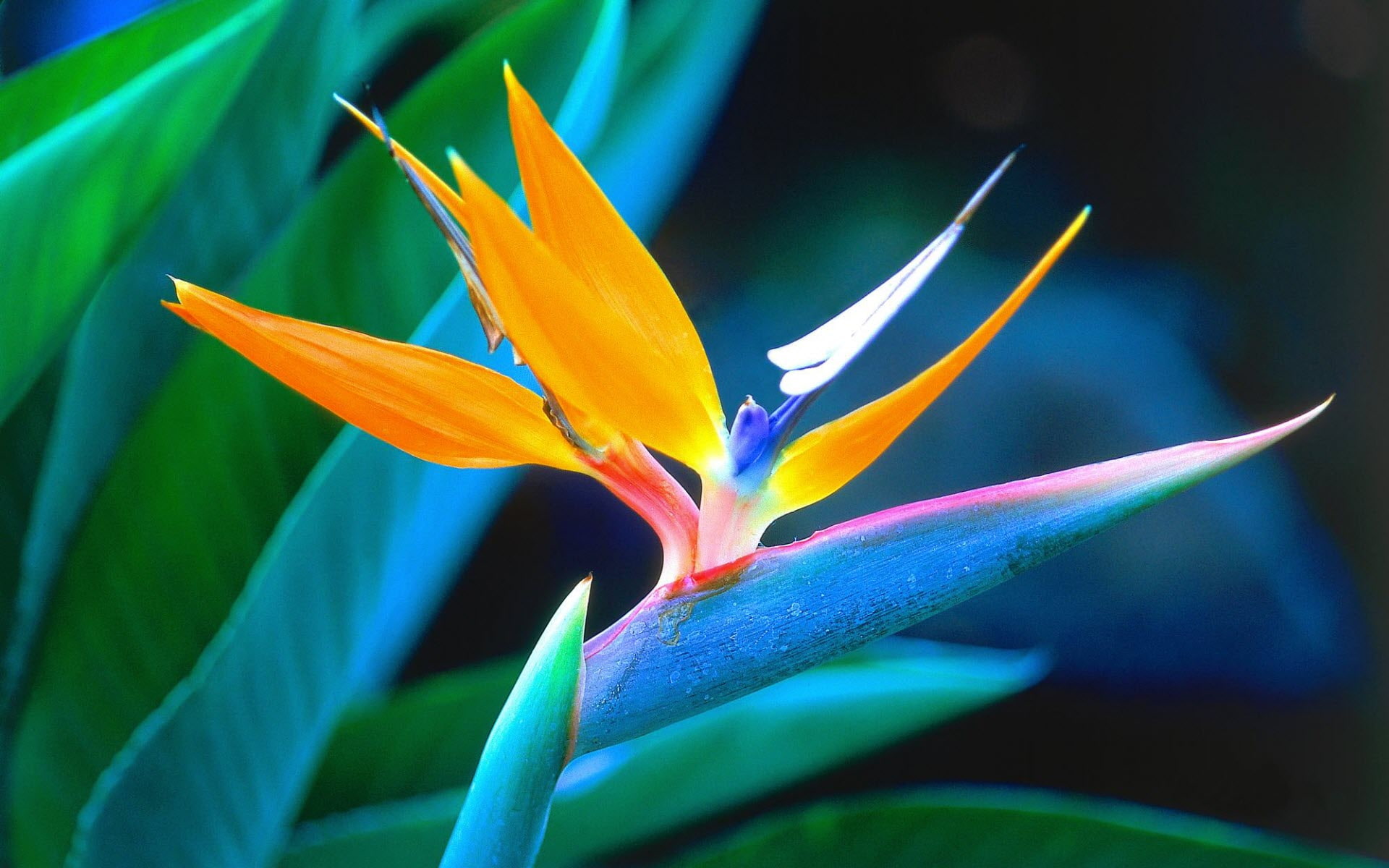 bird, 1080P, paradise, HD Wallpaper