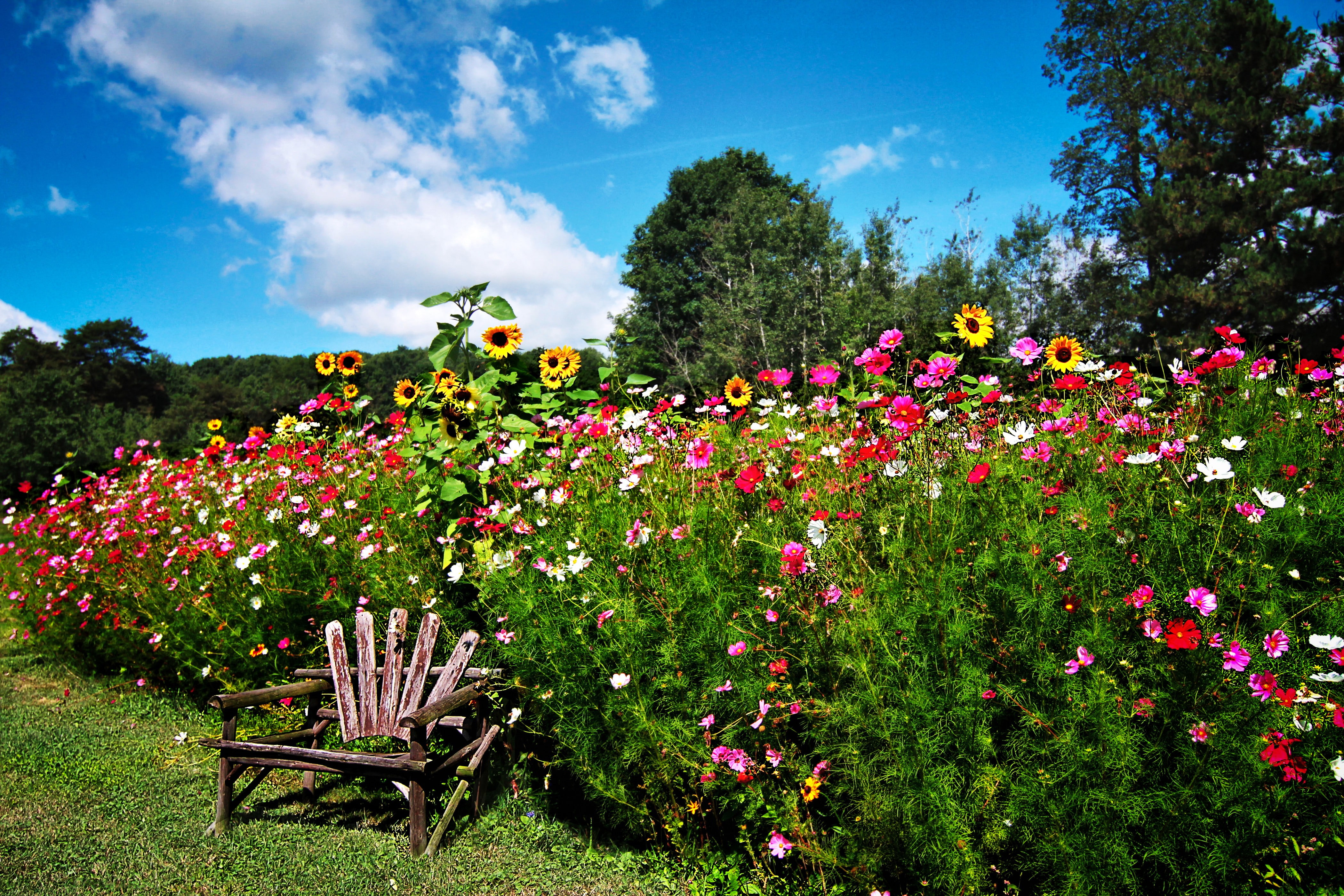 pink, flowers, 4K, chair, sunflower, trees, roses, garden, kosmeya, grass, shrubs, HD Wallpaper