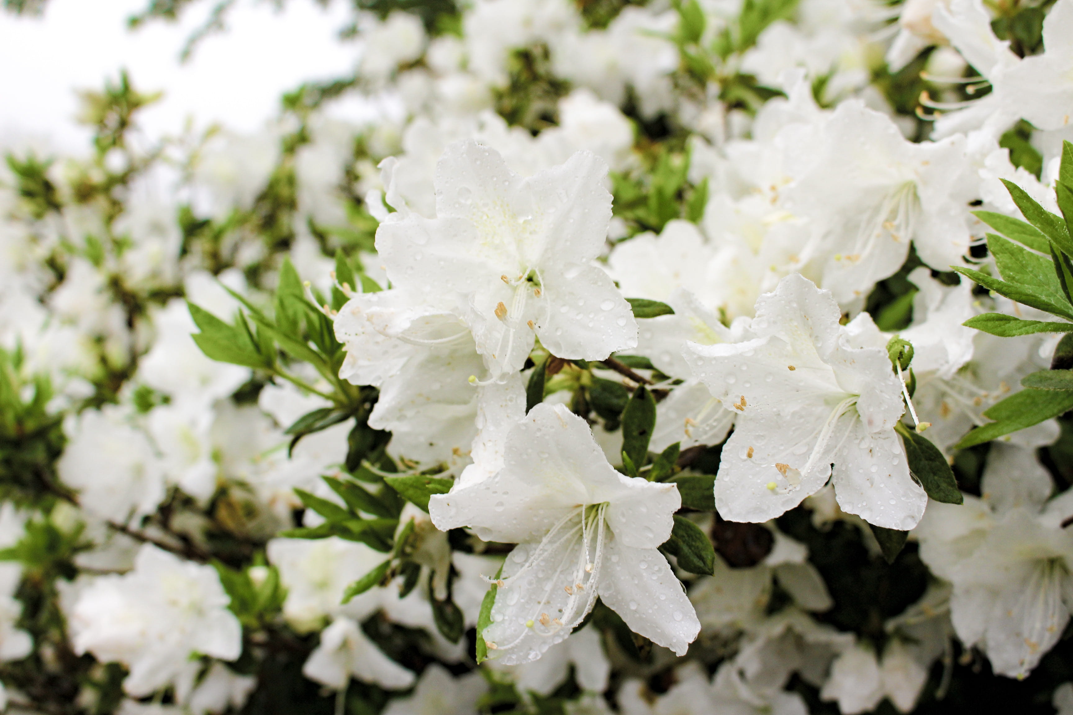 flowers, vulnerability, beauty in nature, blossom, outdoors, joy, dew, bloom, azaleas, drop, white color, azalea, white, petal, happiness, spring, happy, HD Wallpaper