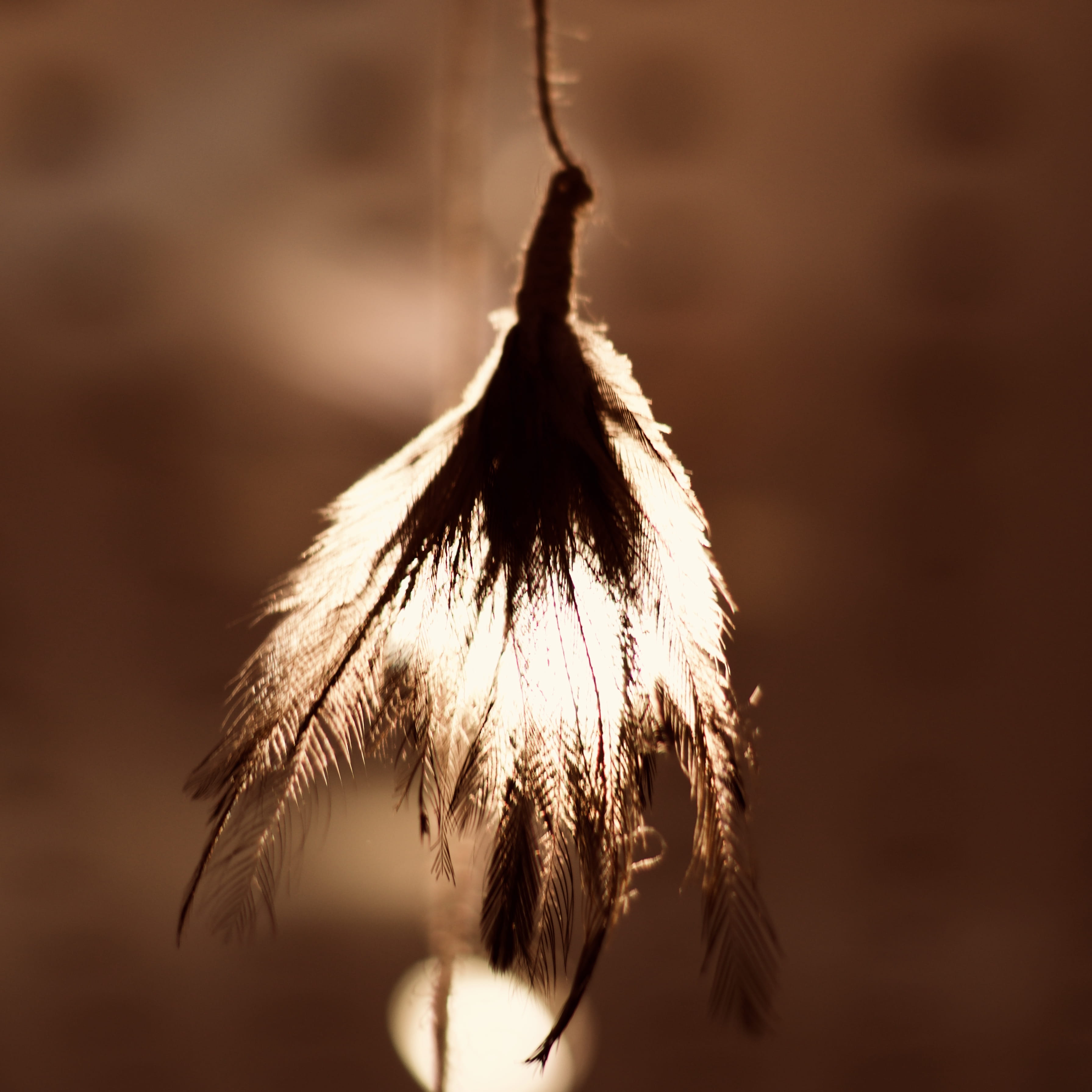 dry, plant, vulnerability, growth, animal, lighting, light, nature, plant stem, tranquility, selective focus, dried plant, fitzroy, leaf, willow tree, night, Phone HD Wallpaper