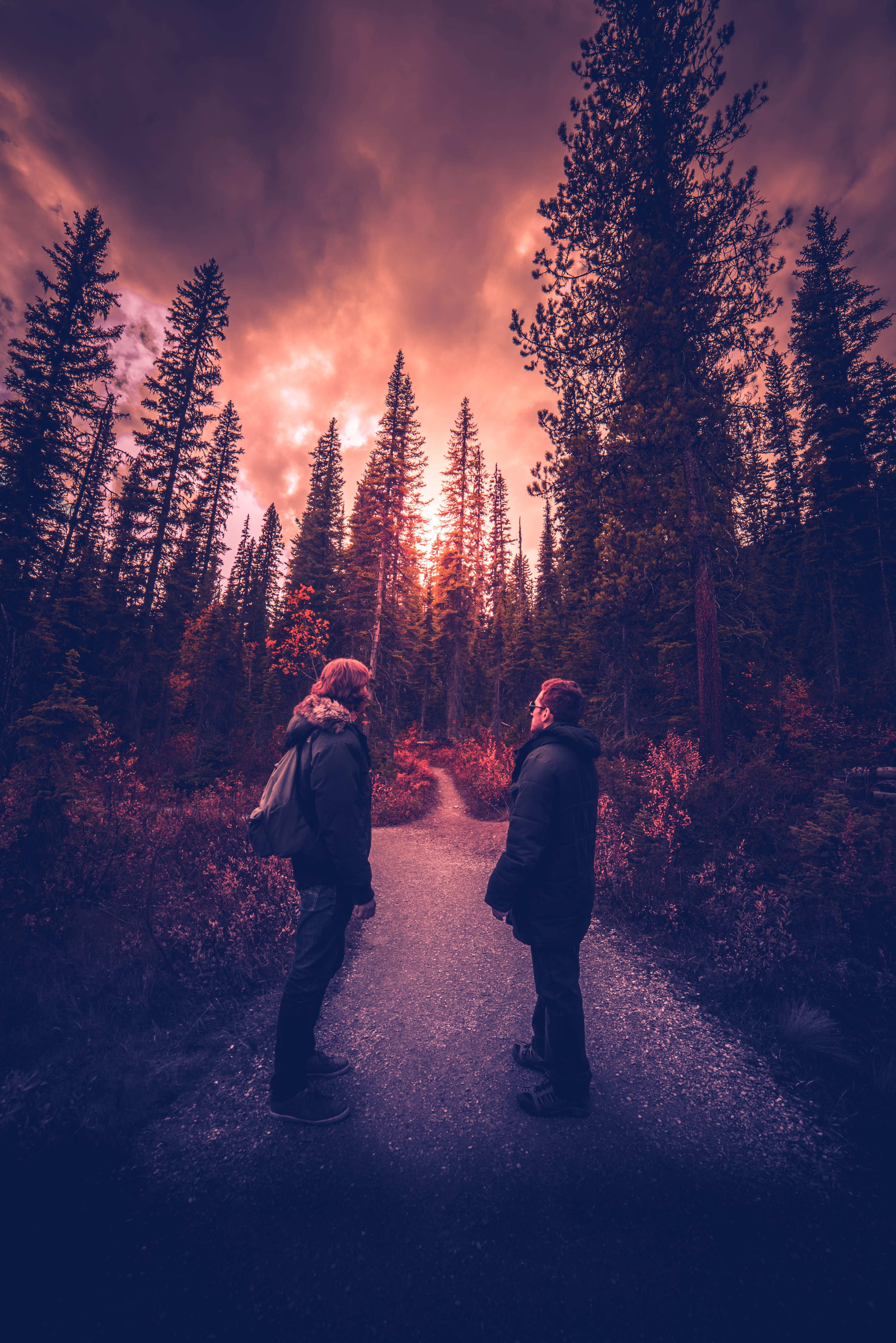 full length, tree, 5K, pine tree, growth, trees, outdoors, woodland, forest, beauty in nature, real people, two people, winter, field, nature, yoho national park, Phone HD Wallpaper