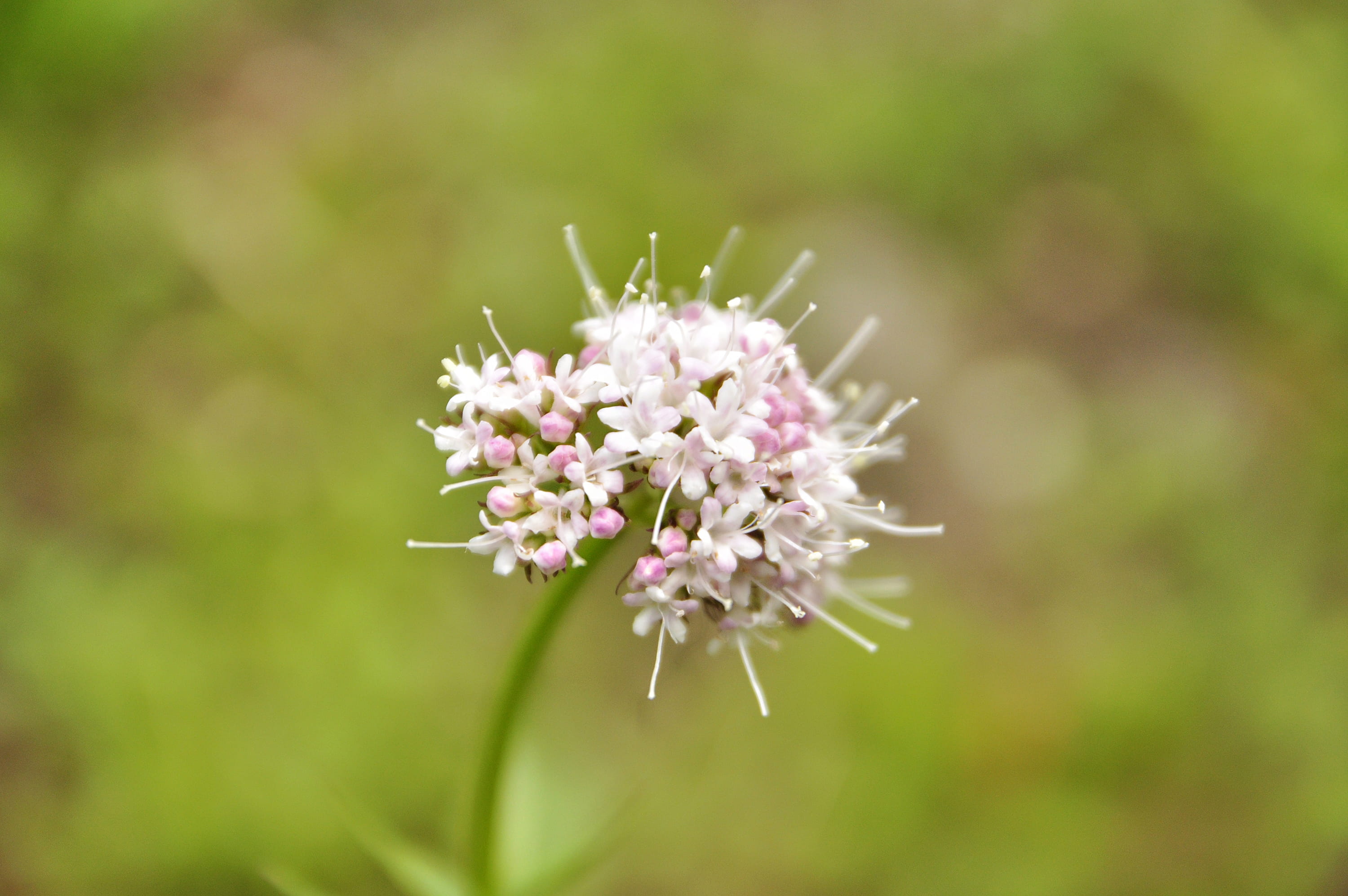 petal, fresh, no people, selective focus, canada, 2K, field, savage, botany, zoom, beauty in nature, flowering plant, white color, white, yoho national park, HD Wallpaper
