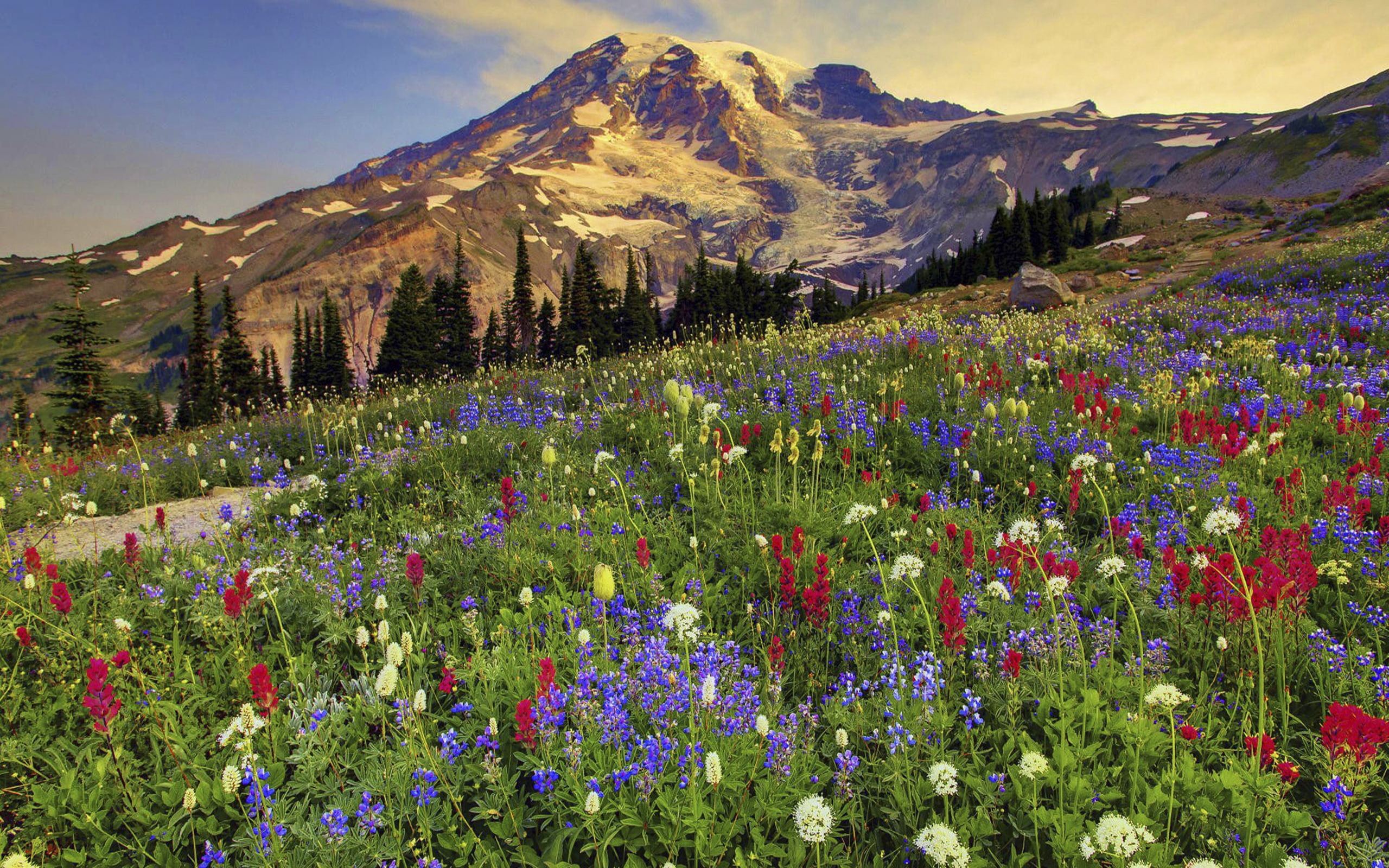 hd, national, rainier, 2K, park, mount, HD Wallpaper