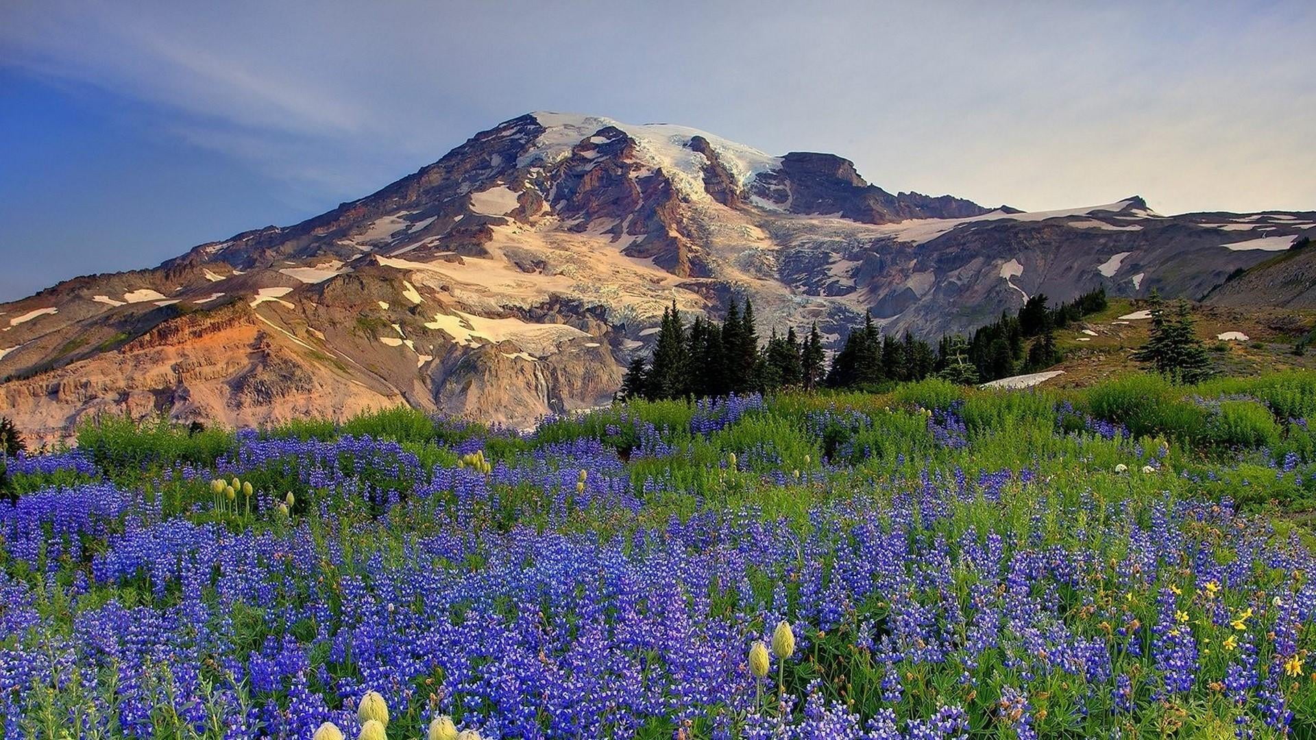 plant, 1080P, purple, vegetation, nisqually glacier, tranquil scene, mountain peak, no people, blue field, environment, scenics - nature, mount rainier national park, HD Wallpaper