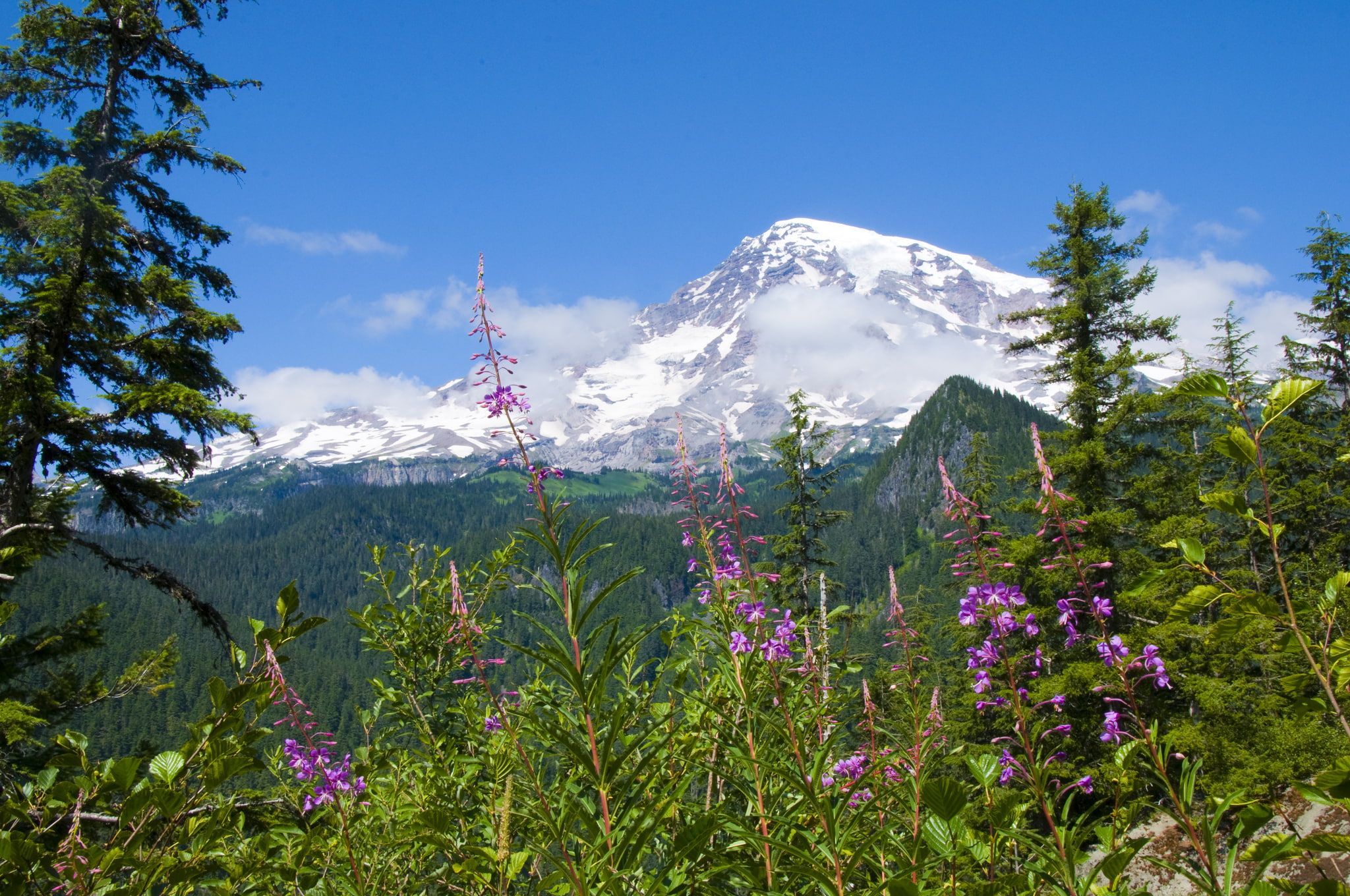 1080P, Mount Rainier National Park, forest, flowers, National Park mount Rainier, mountains, HD Wallpaper
